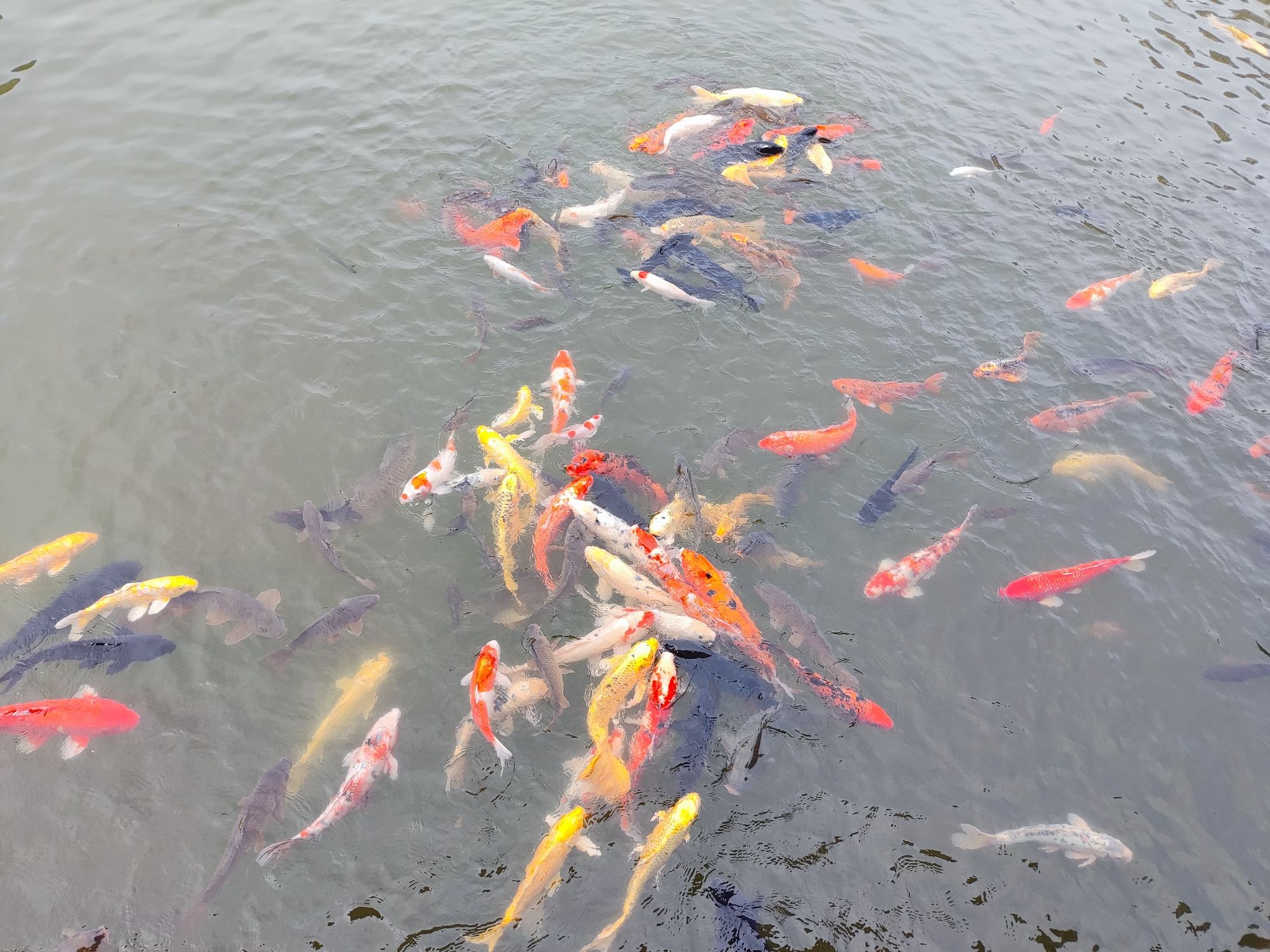 月潭公园旅行图片 1