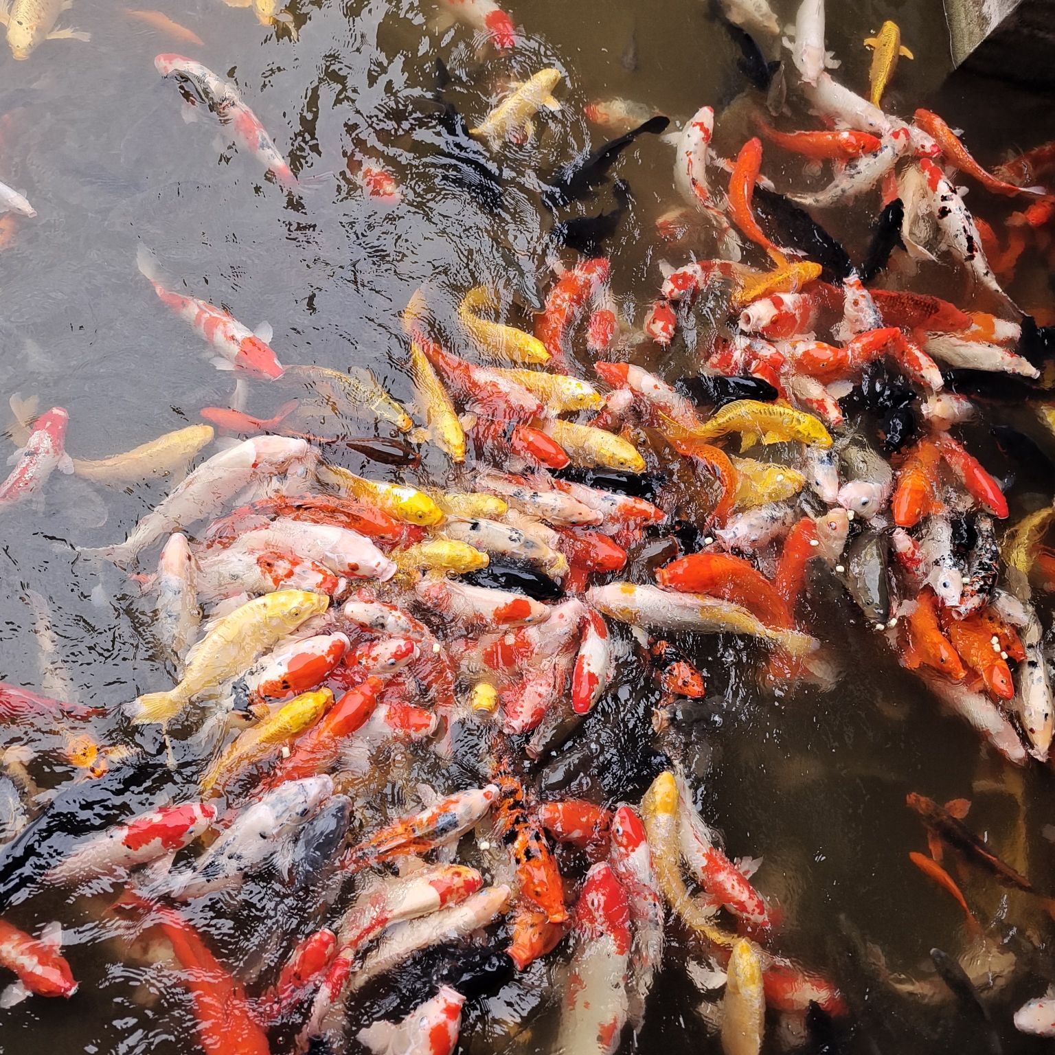 月潭公园旅行图片 1