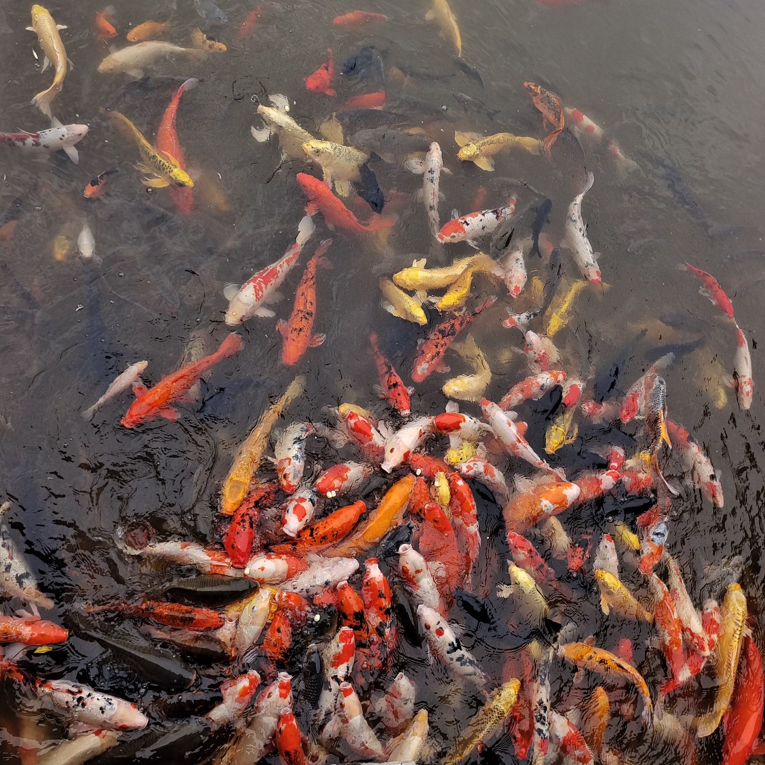 月潭公园旅行图片 2