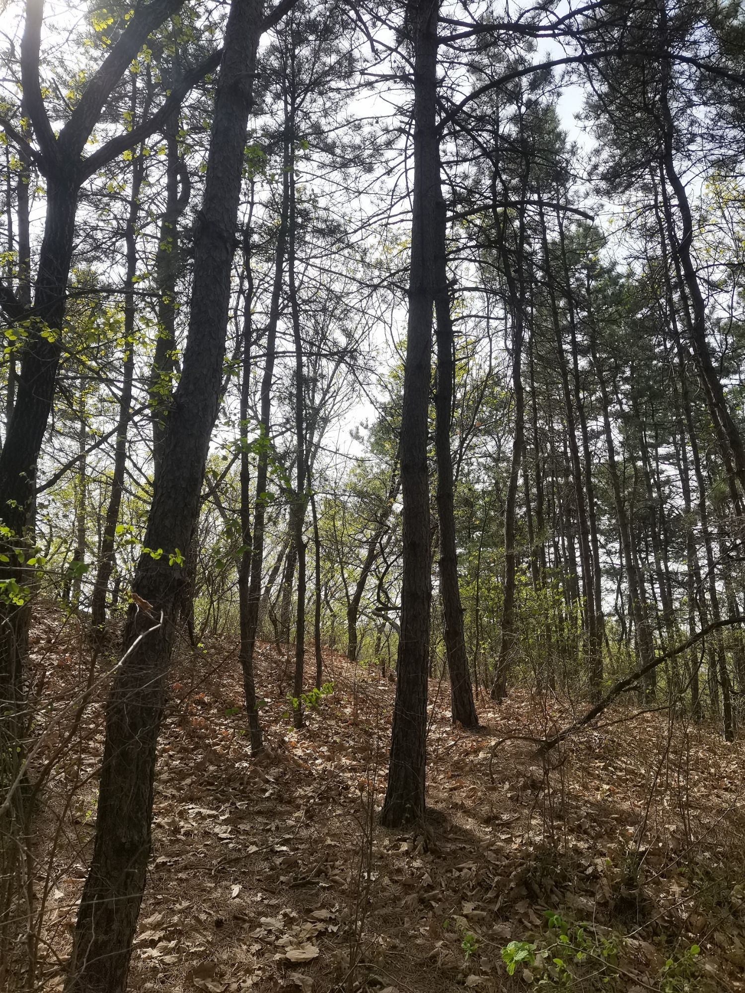 辽宁喀左龙凤山风景区(暂停开放)旅行图片 1