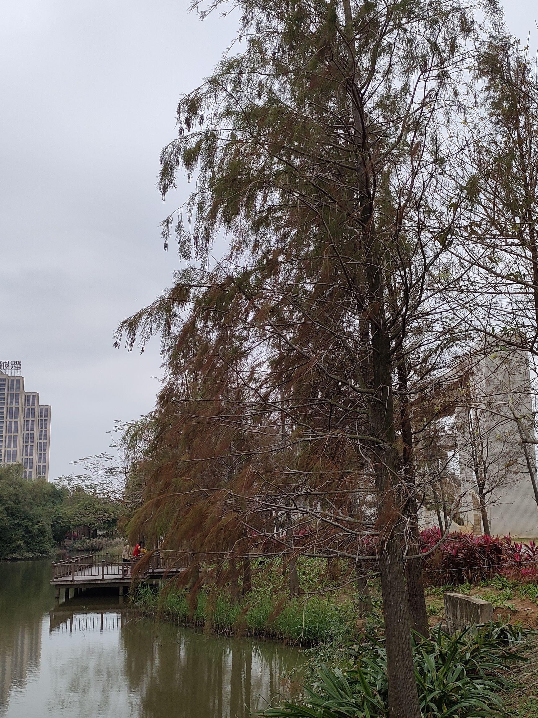 滨湖湿地公园旅行图片 3