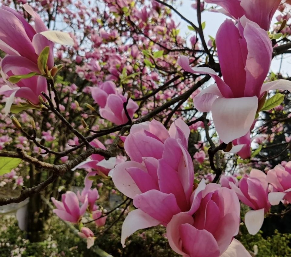 龙茶花海(暂停开放)旅行图片 3