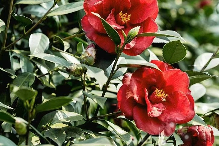 龙茶花海(暂停开放)旅行图片 1