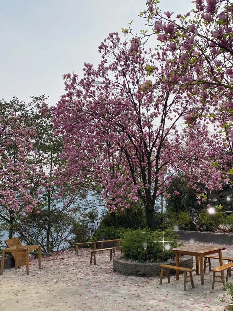 龙茶花海(暂停开放)旅行图片 2
