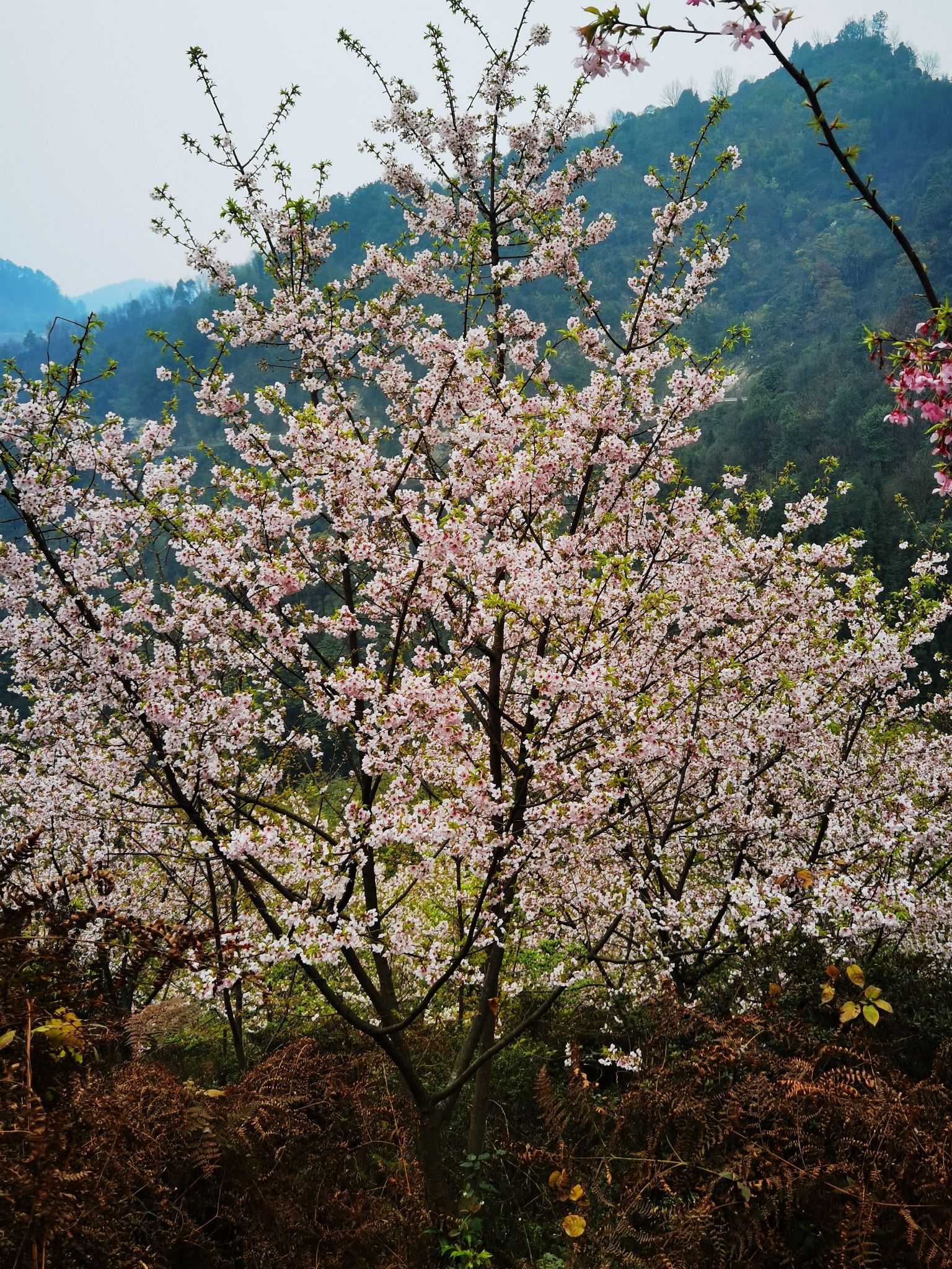 龙茶花海(暂停开放)旅行图片 3