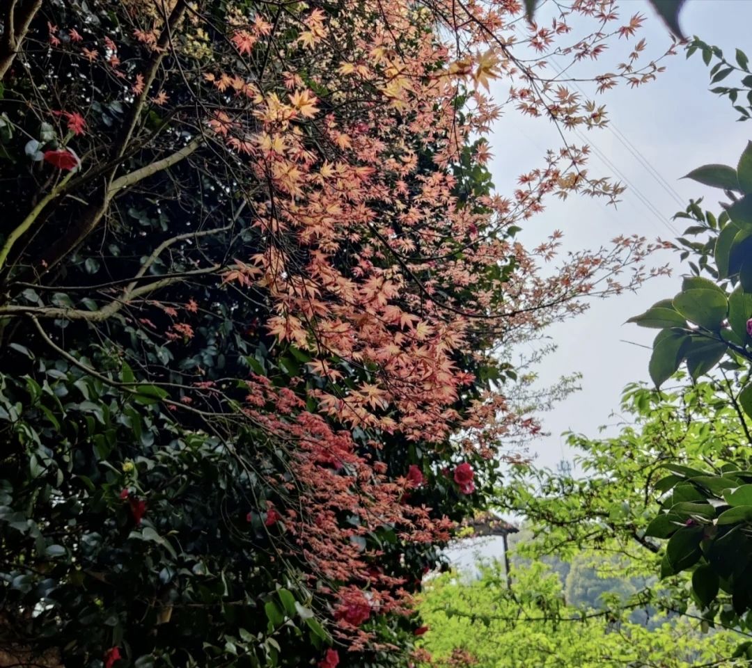 龙茶花海(暂停开放)旅行图片 2