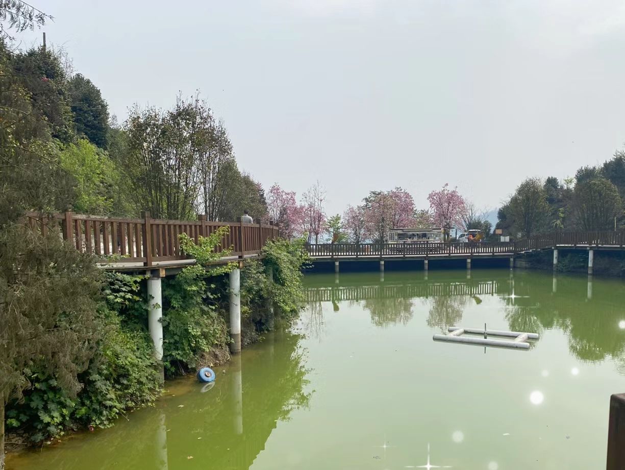 龙茶花海(暂停开放)旅行图片 3