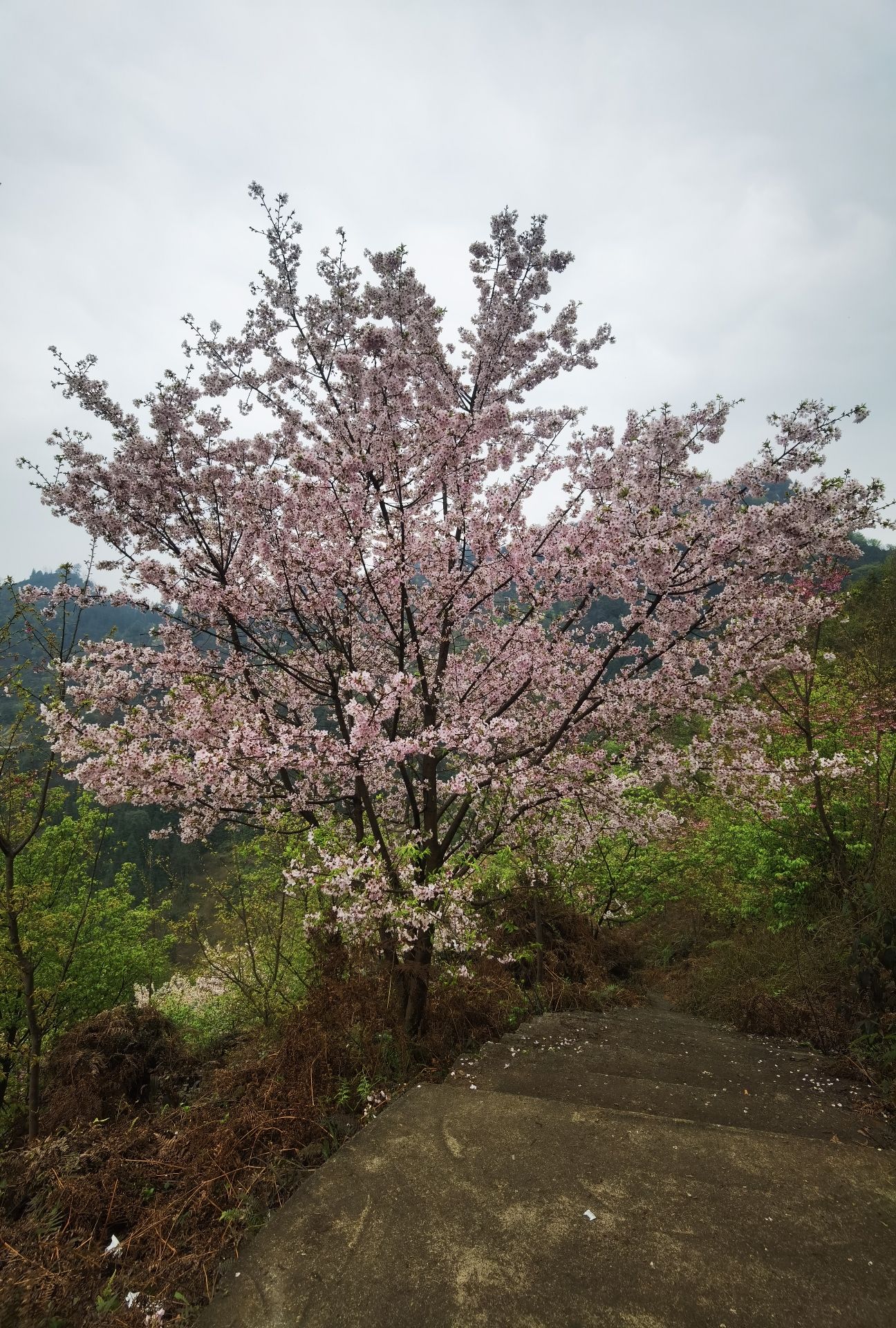 龙茶花海(暂停开放)旅行图片 2