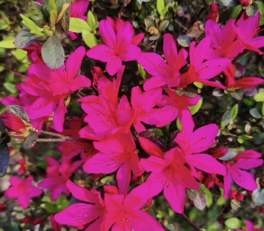 龙茶花海(暂停开放)旅行图片 1