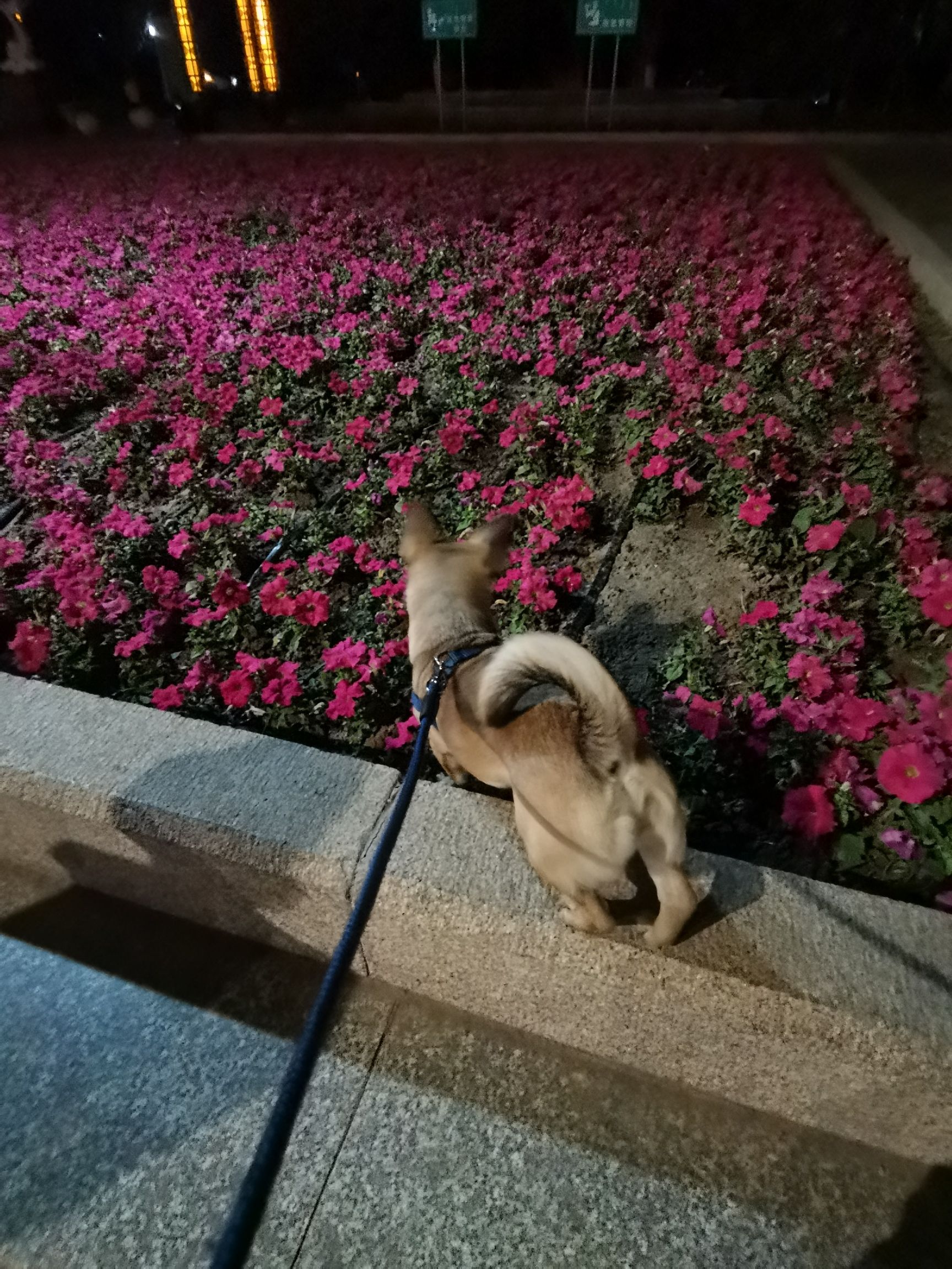 乌达区人民公园旅行图片 2