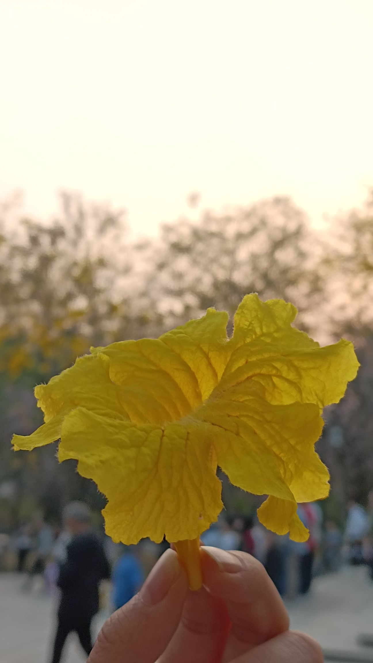 西湖旅行图片 1