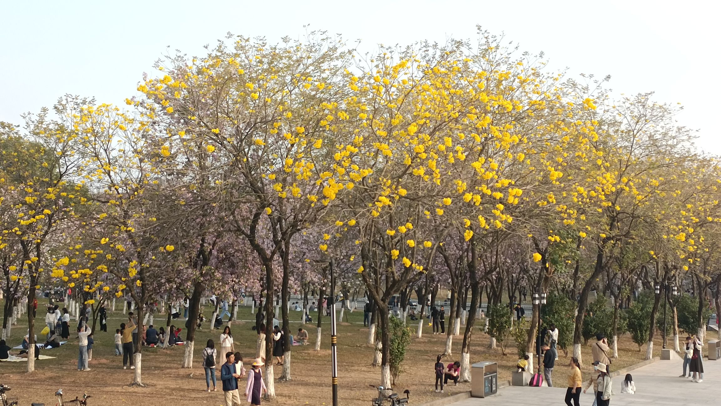 西湖旅行图片 3
