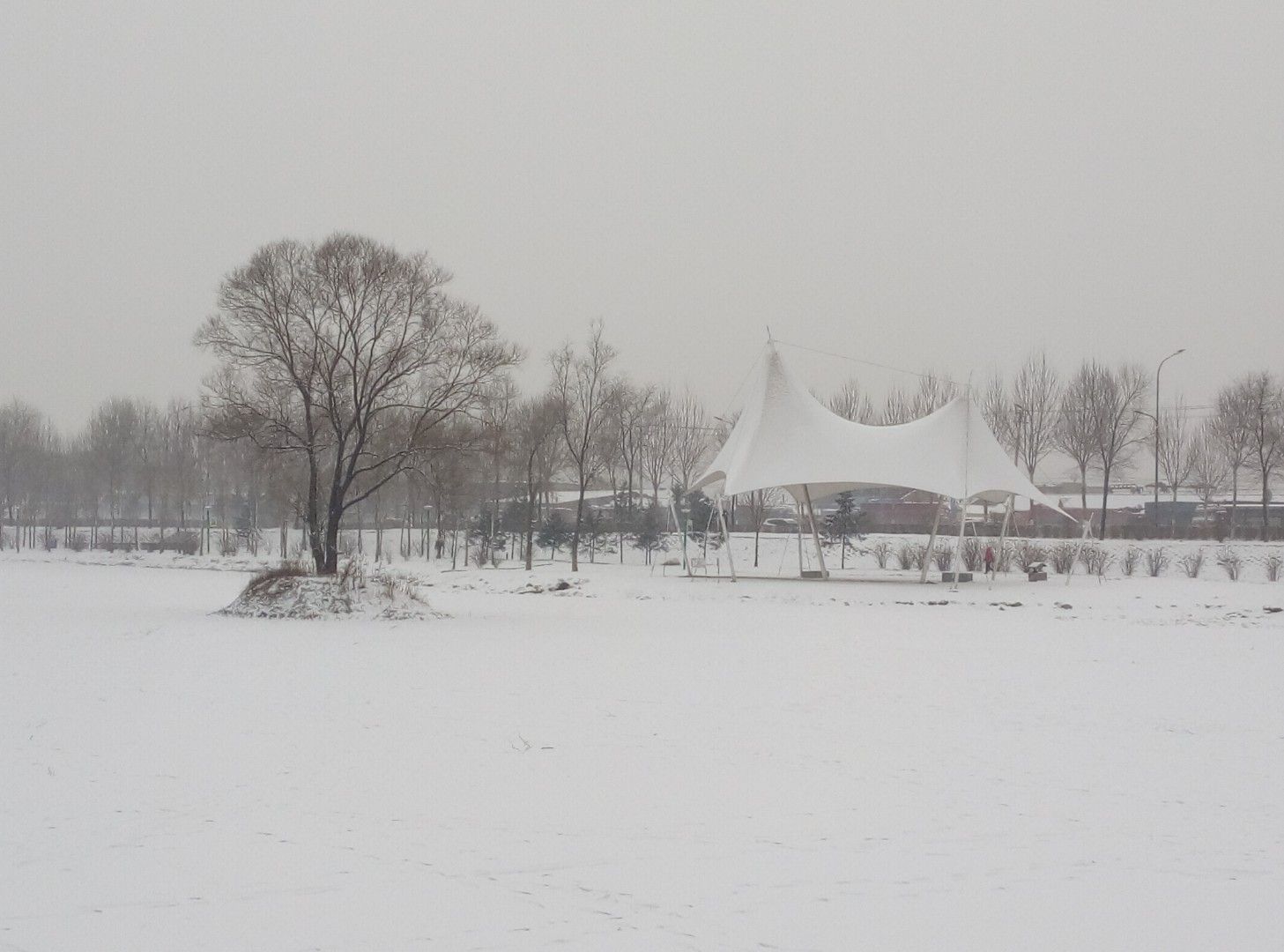 莲花公园旅行图片 1