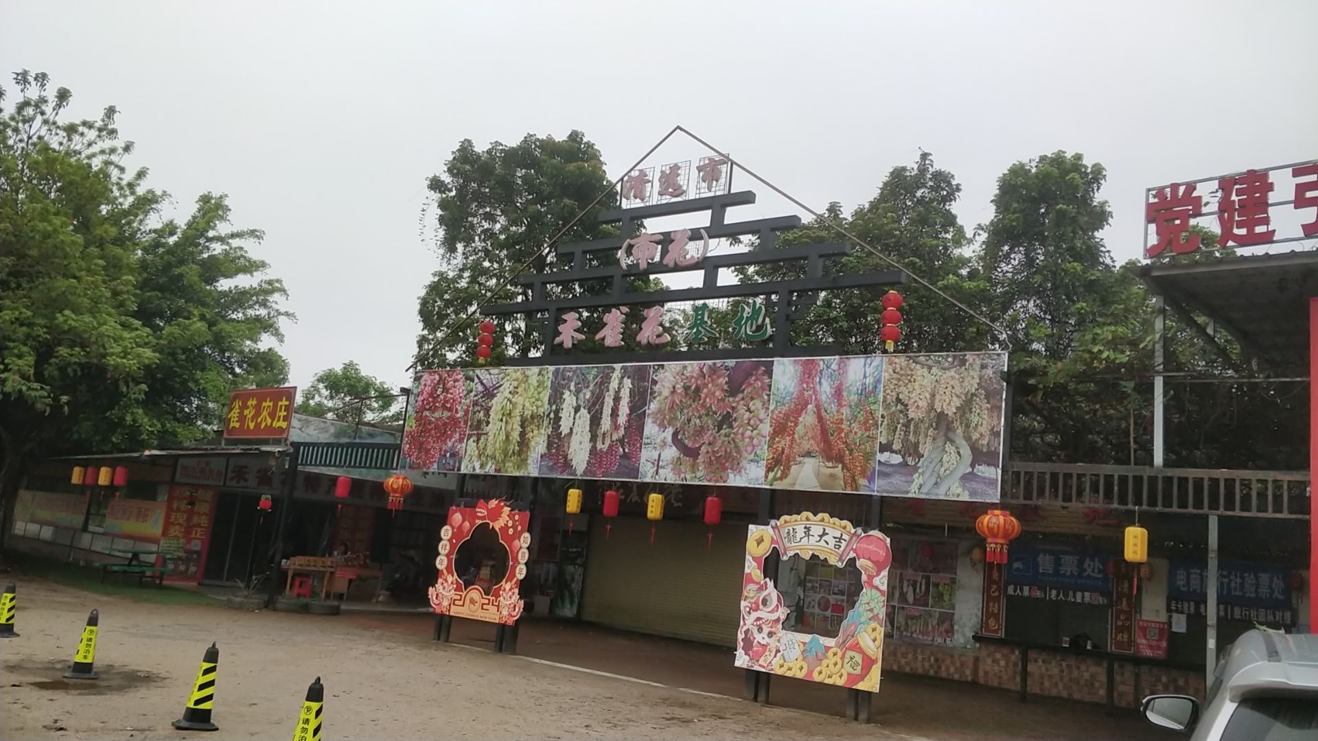 清远市禾雀花基地