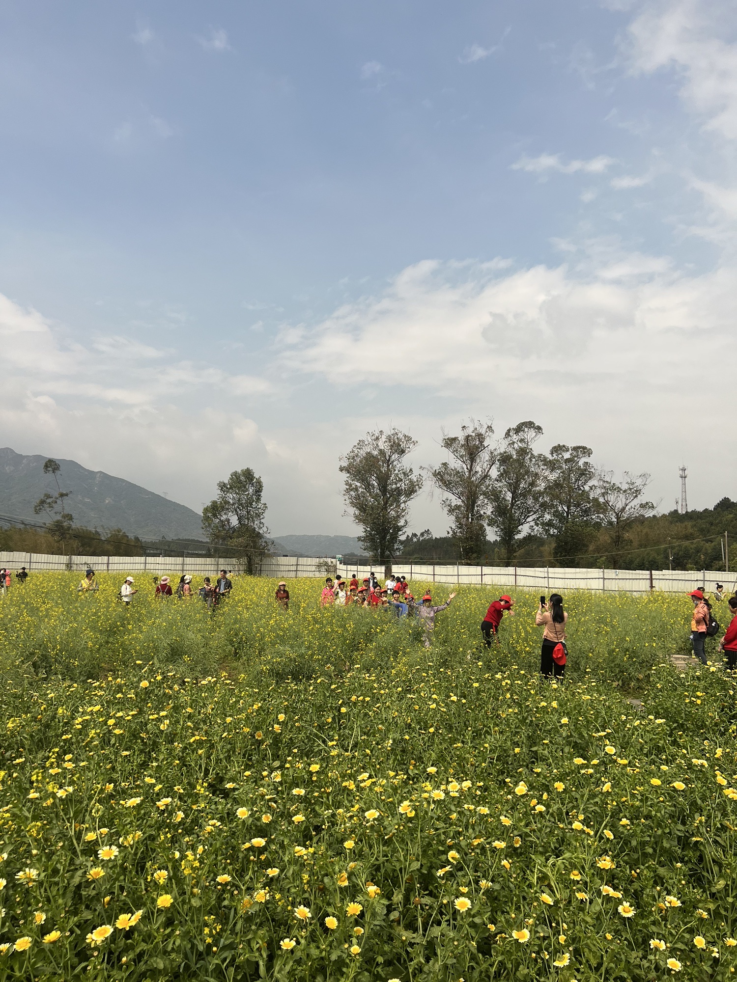 清远市禾雀花基地