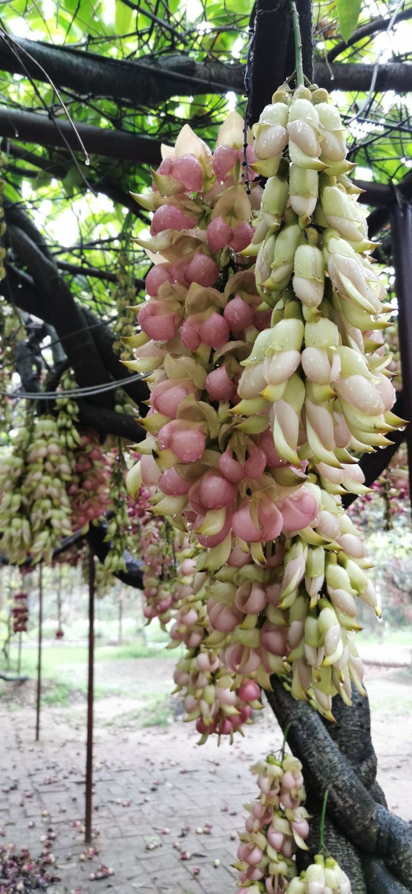 清远市禾雀花基地