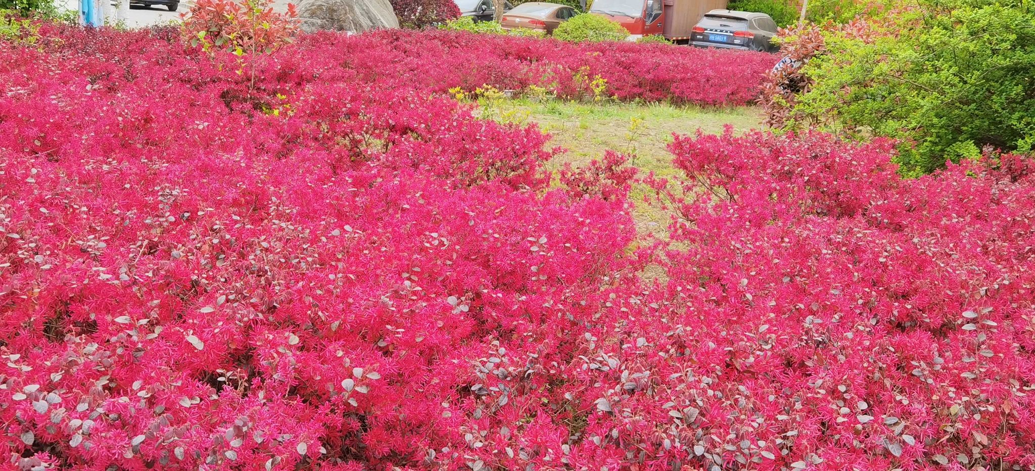 银杏公园旅行图片 3
