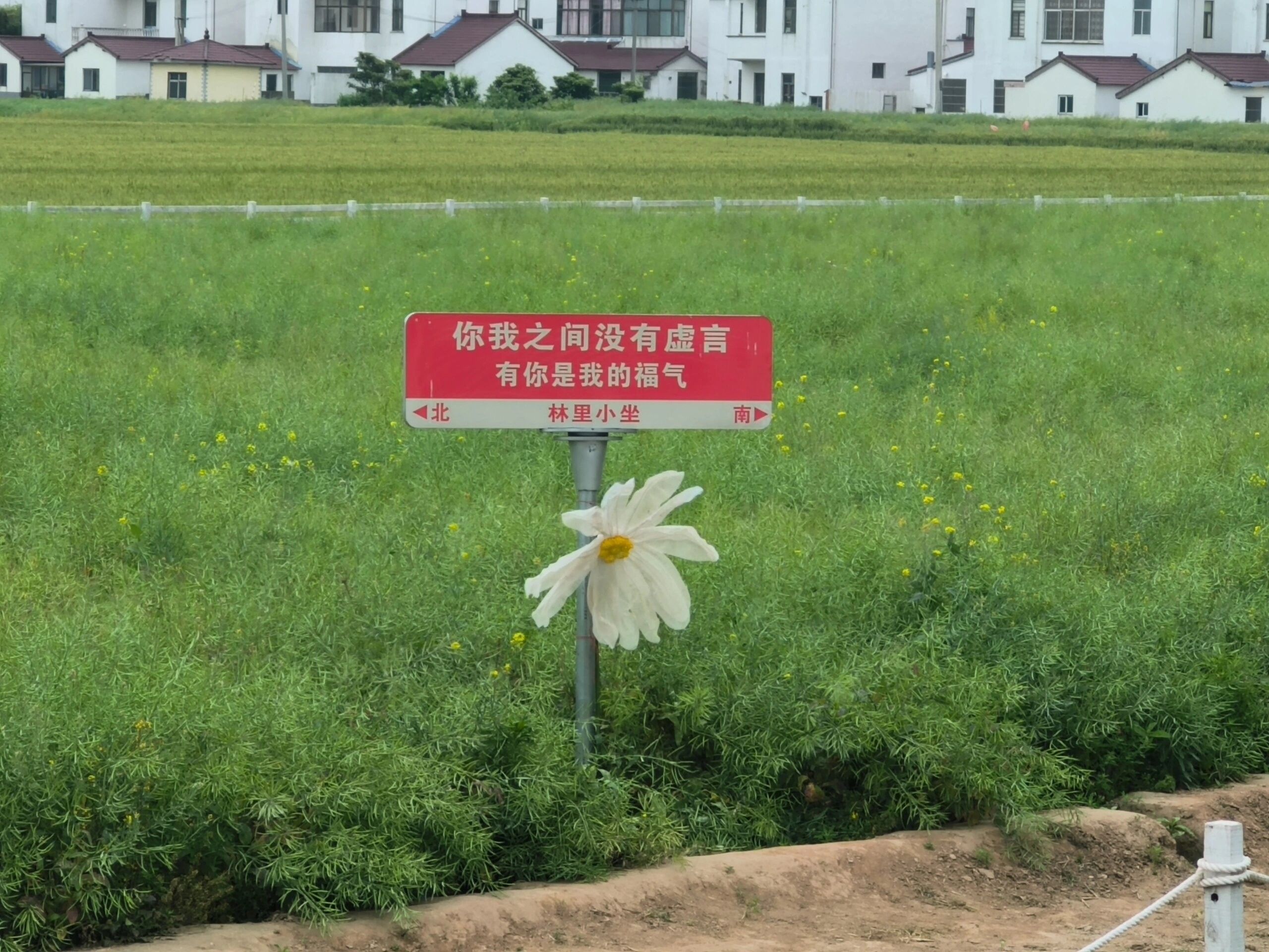 常阴沙生态农业旅游区旅行图片 1