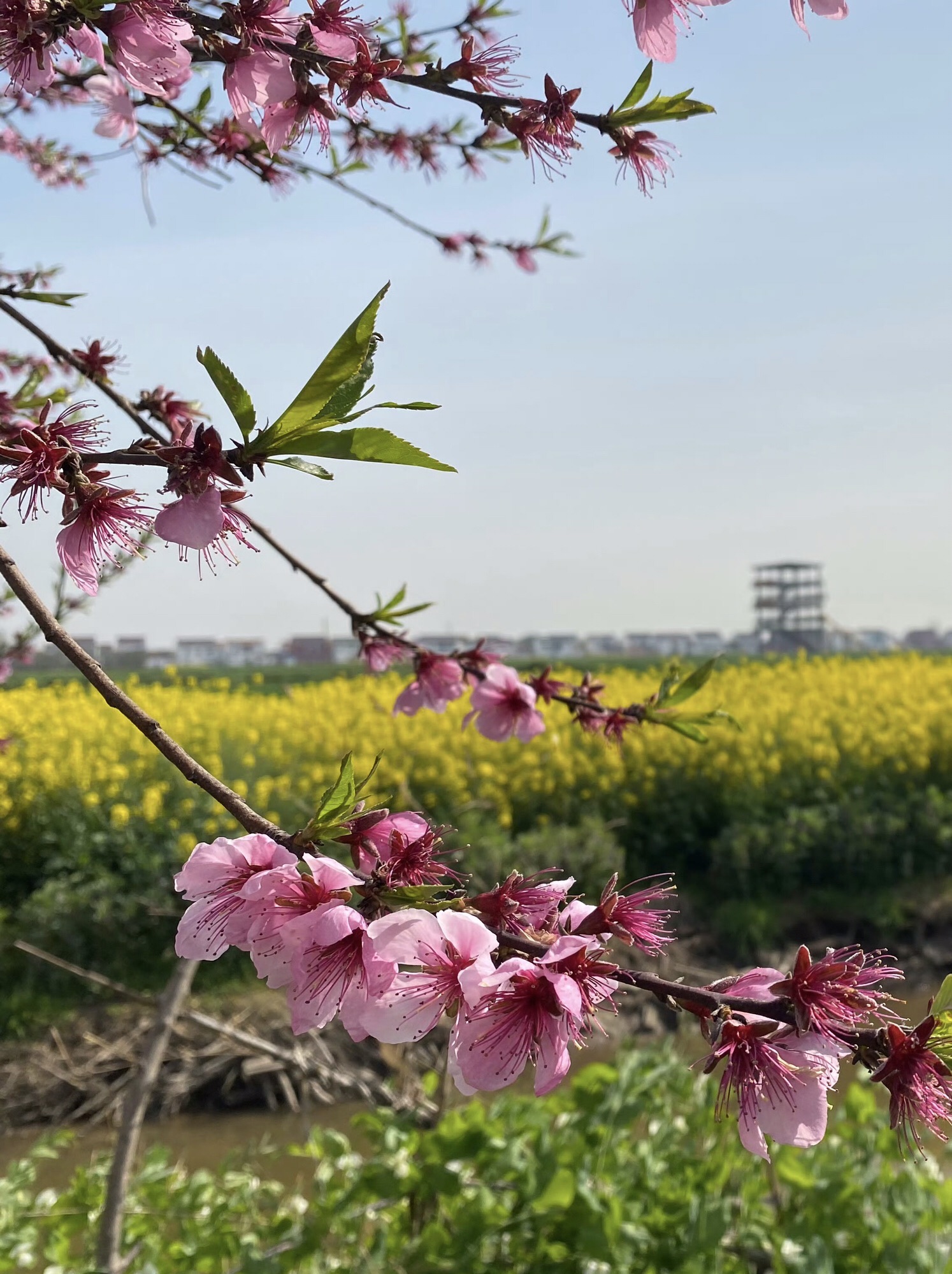 常阴沙生态农业旅游区旅行图片 3