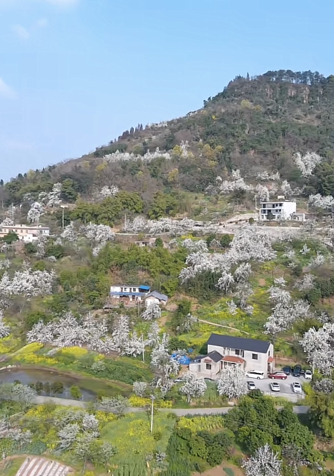 丹林镇梨花村景区旅行图片 3