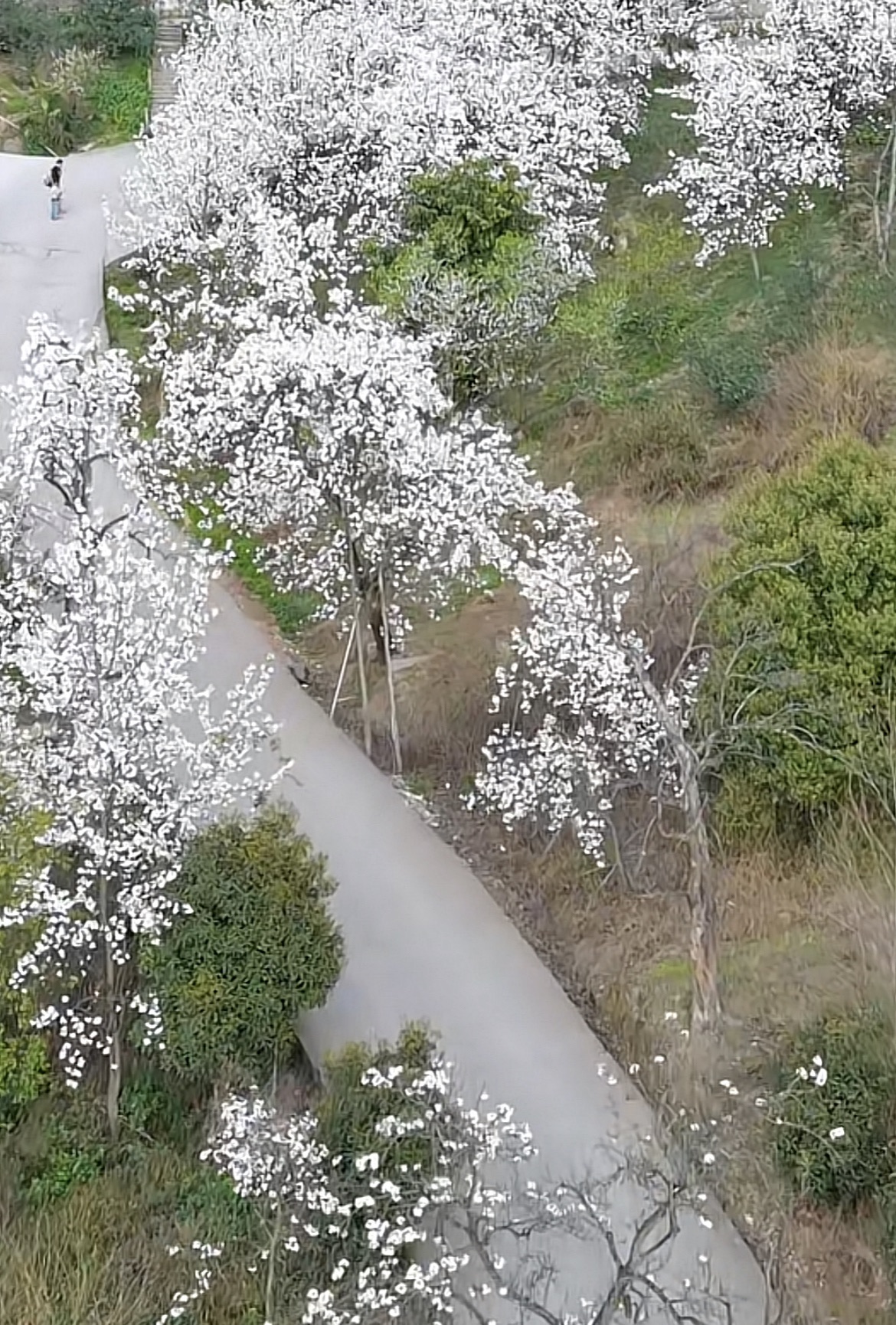 丹林镇梨花村景区旅行图片 1