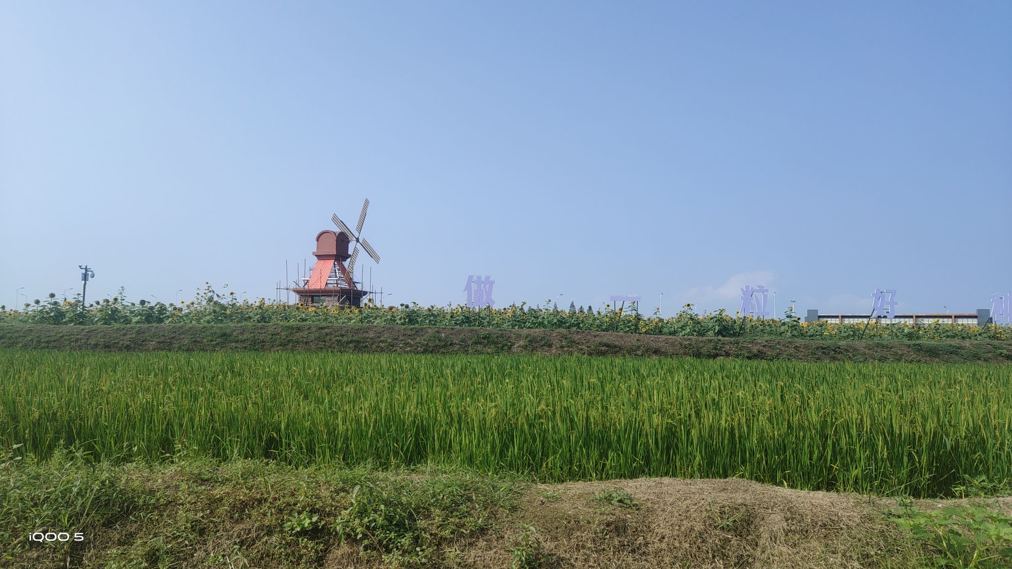 杭州湾海上花田景区旅行图片 3
