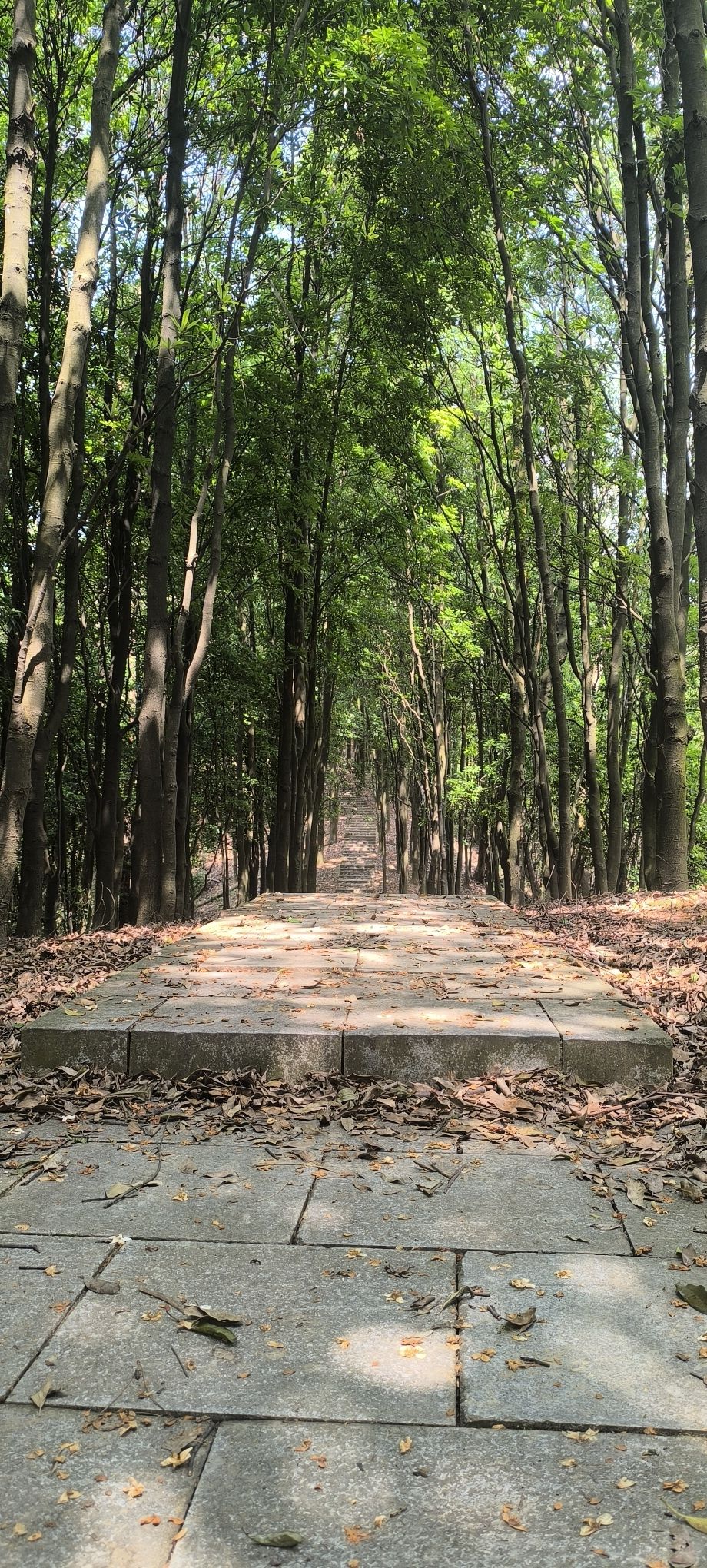 凤凰山森林公园旅行图片 3