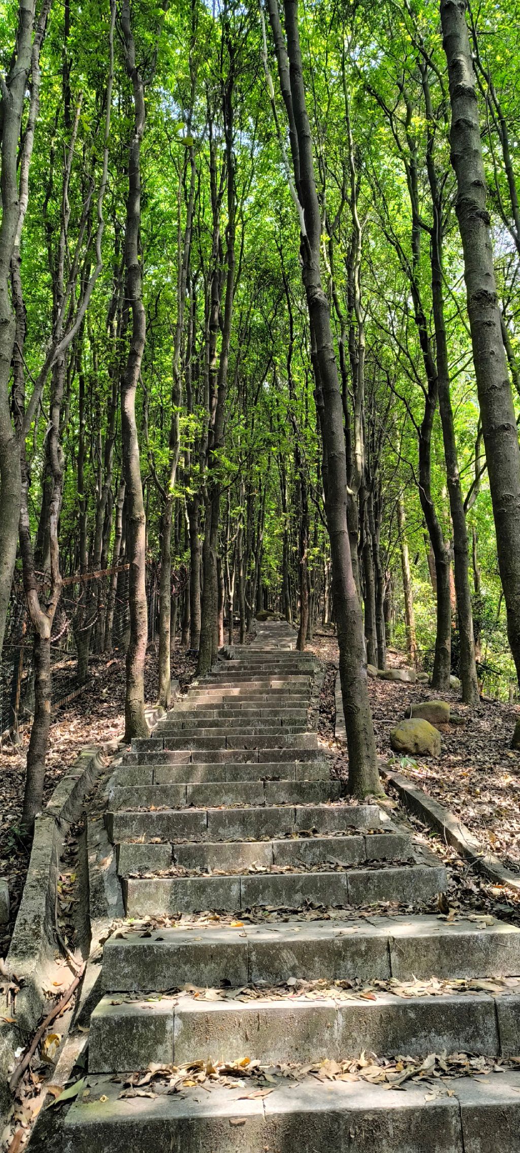 凤凰山森林公园旅行图片 1
