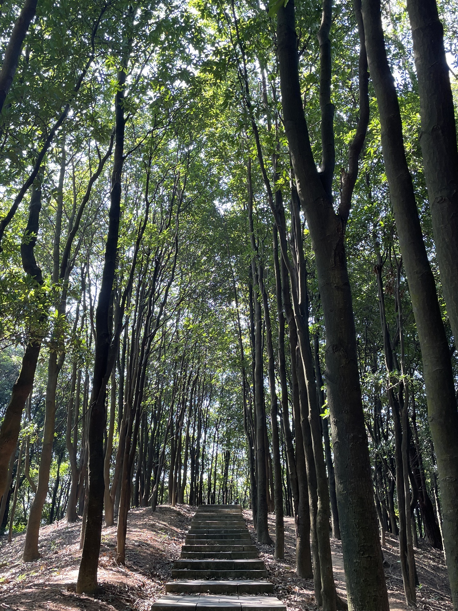凤凰山森林公园旅行图片 2
