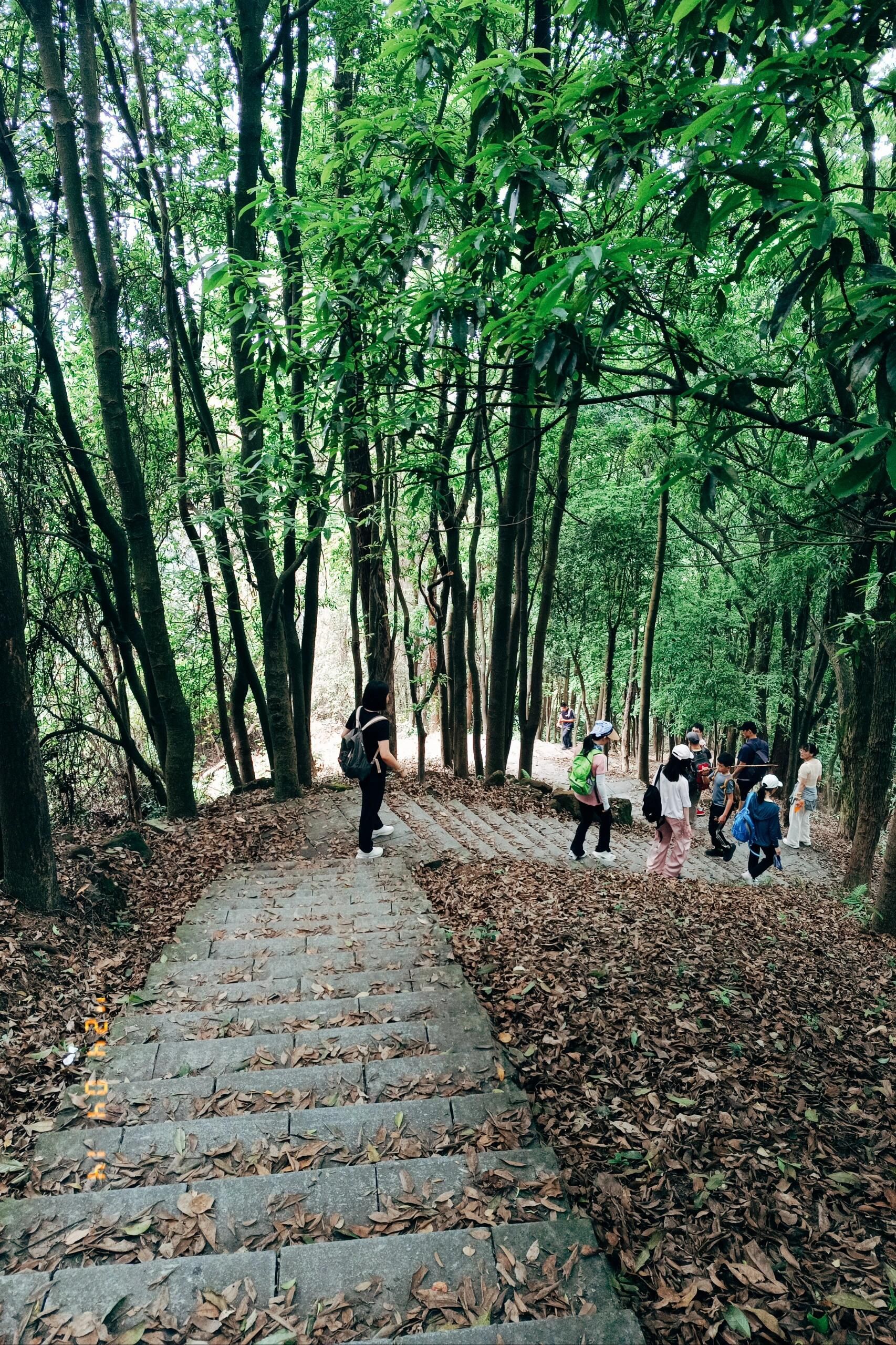 凤凰山森林公园旅行图片 3