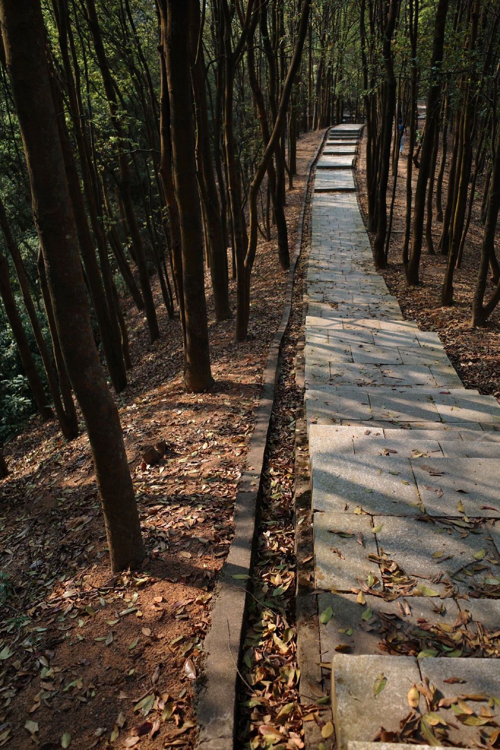 凤凰山森林公园旅行图片 1