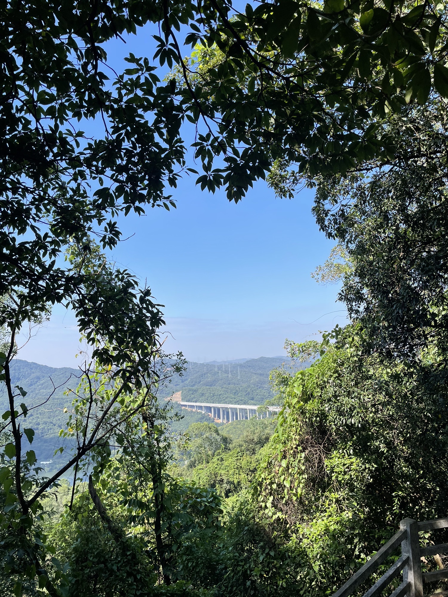 凤凰山森林公园旅行图片 1