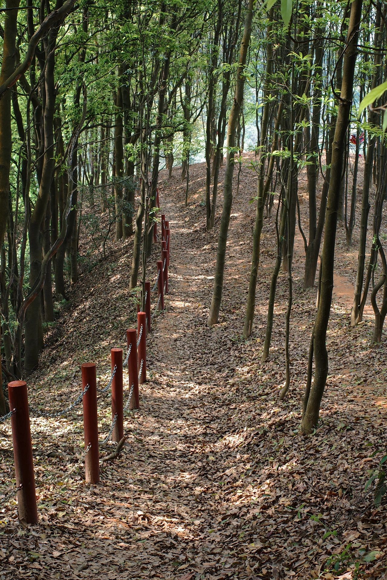 凤凰山森林公园旅行图片 2