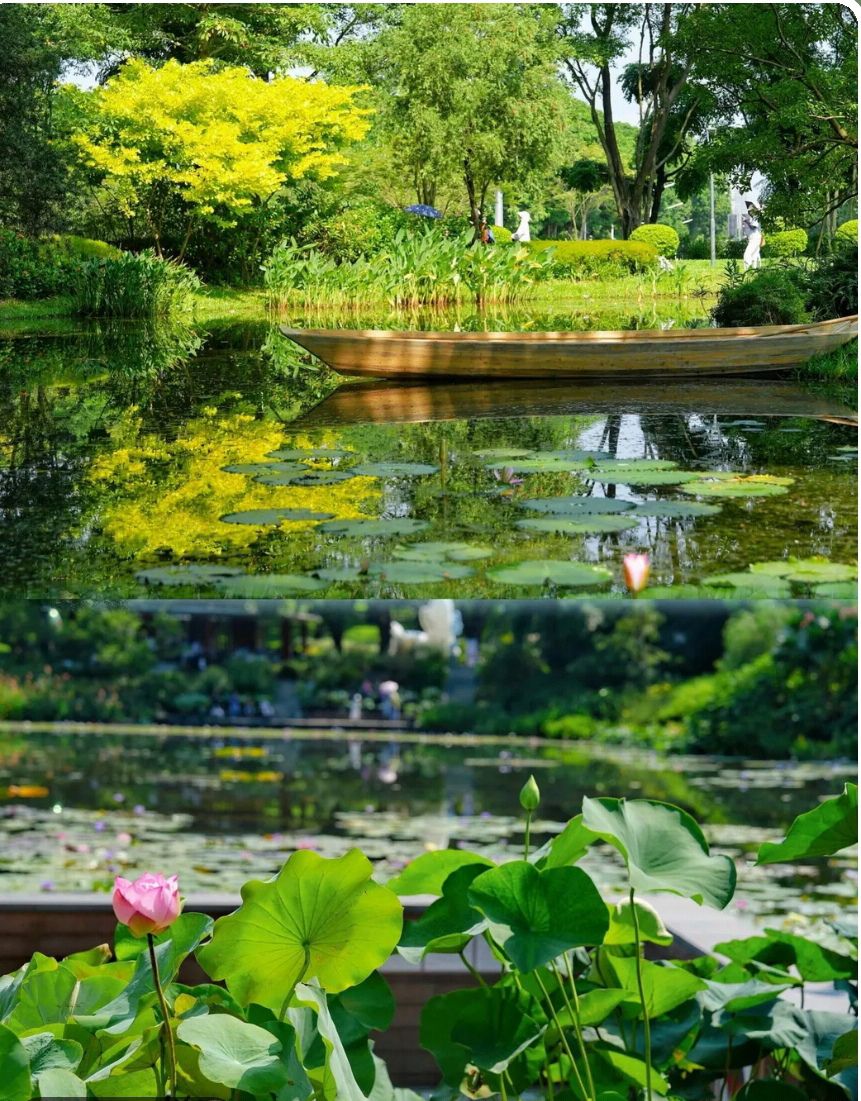 斗门水松林自然保护区旅行图片 2