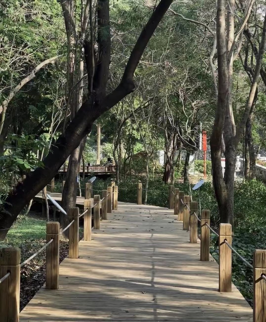 广东树木公园旅行图片 3