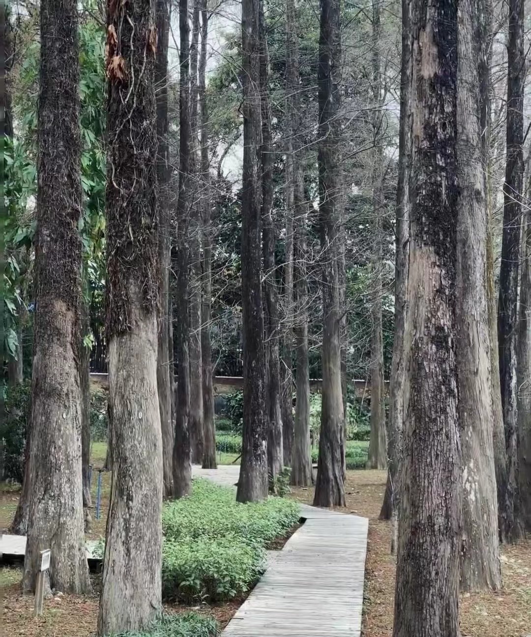广东树木公园旅行图片 2
