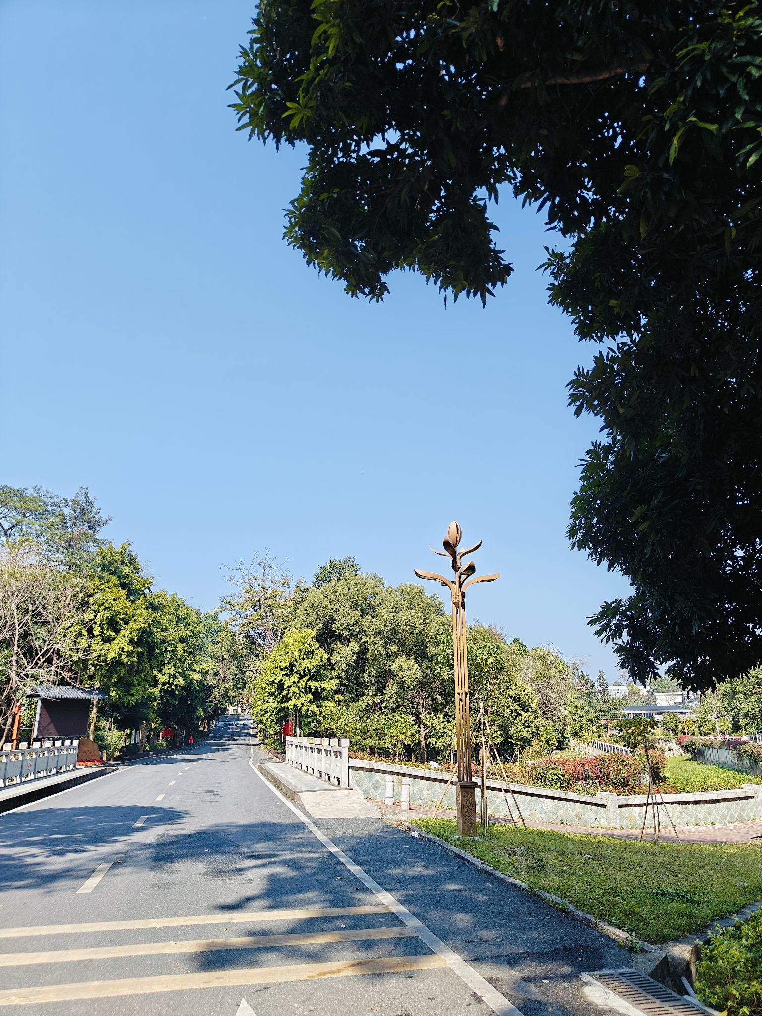 广东树木公园旅行图片 3