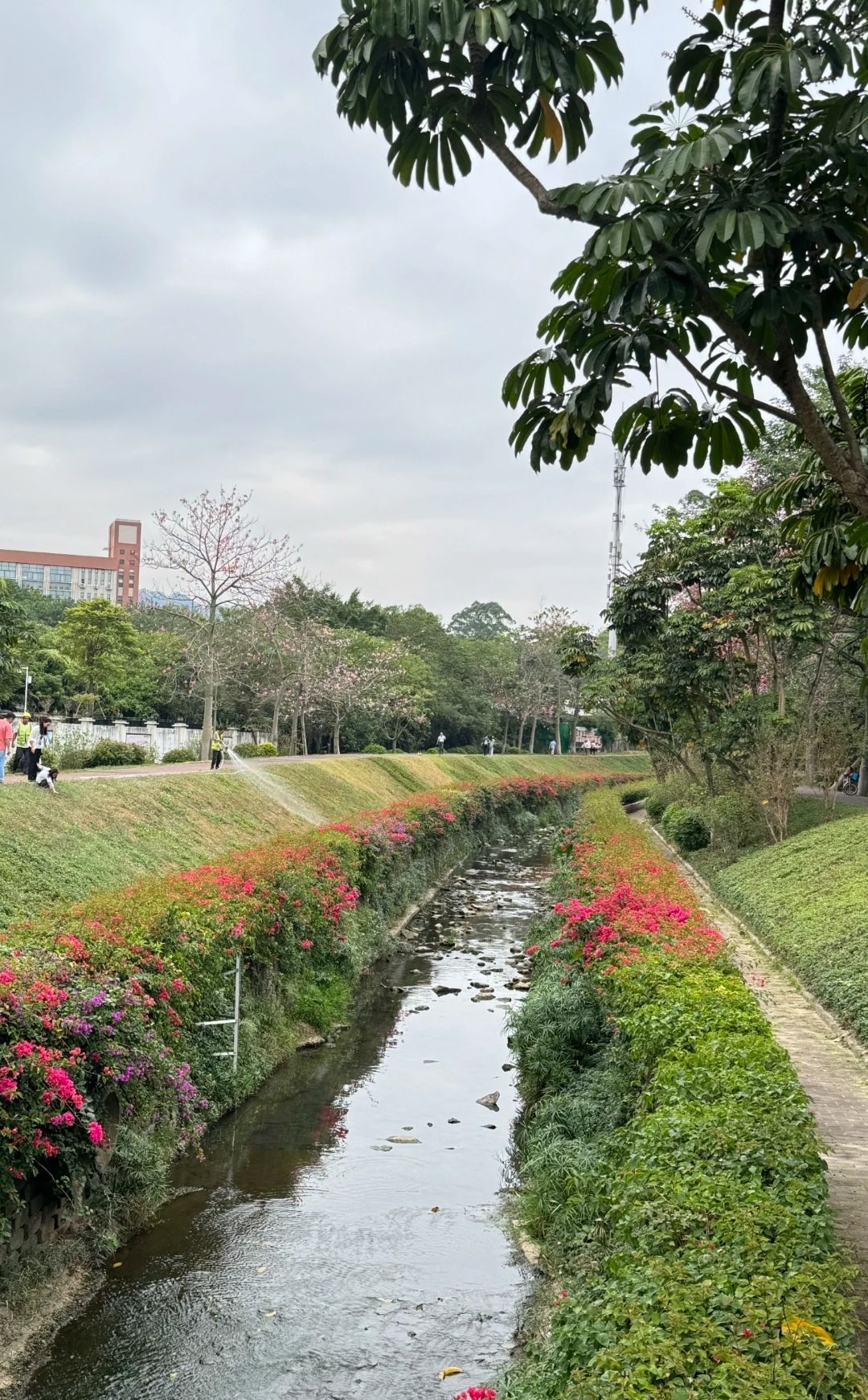 广东树木公园旅行图片 1