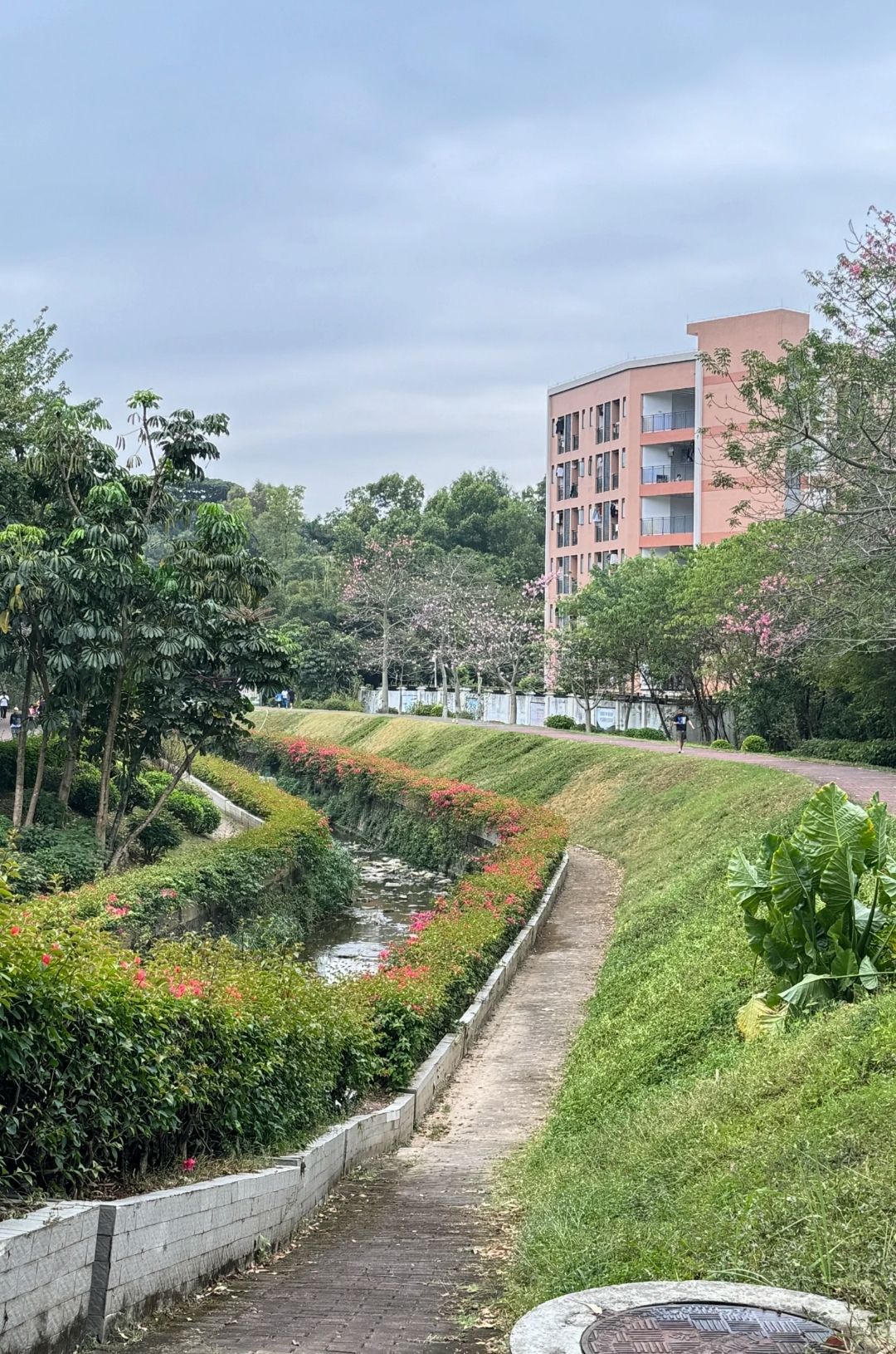 广东树木公园旅行图片 3