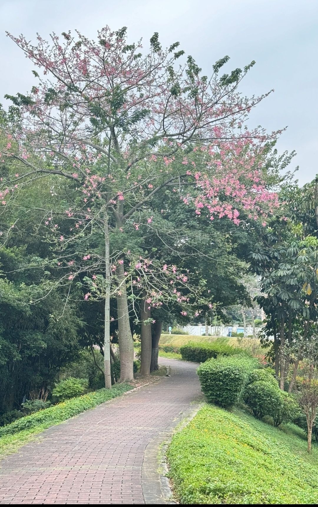 广东树木公园旅行图片 2