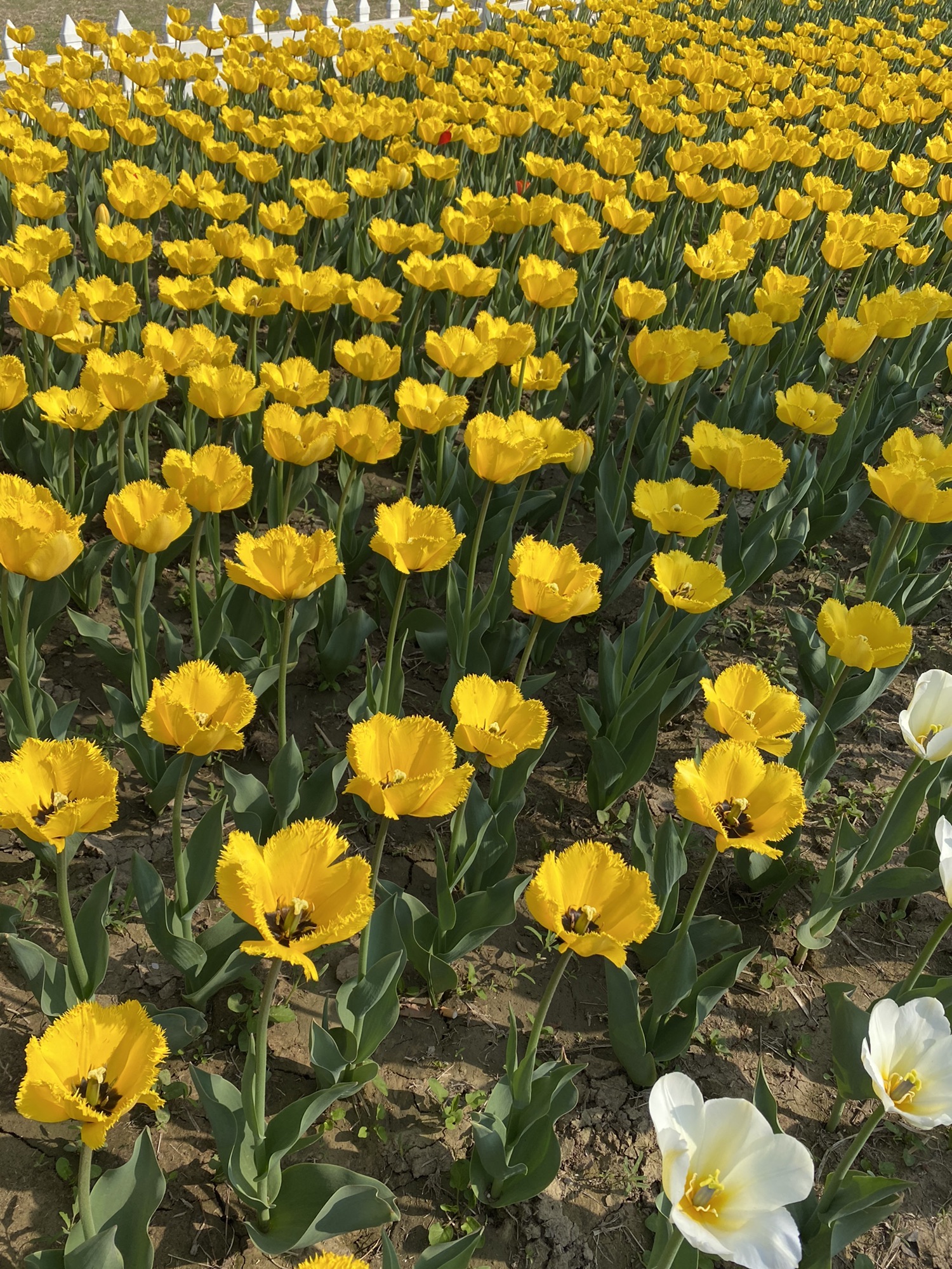 秦皇河湿地公园旅行图片 3