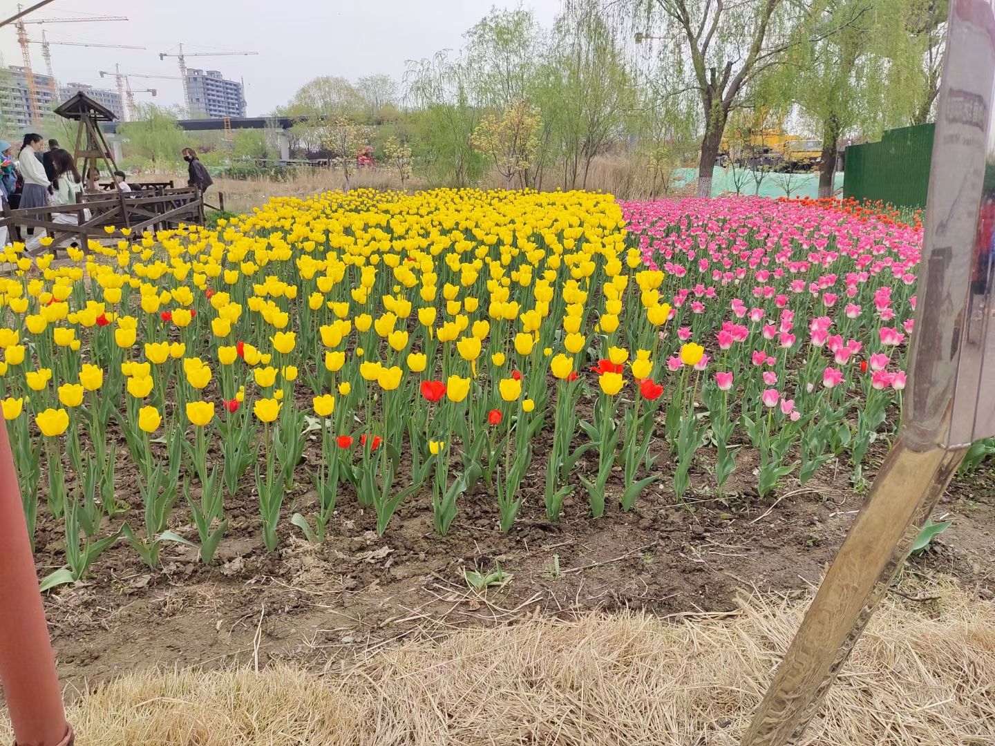 秦皇河湿地公园旅行图片 1