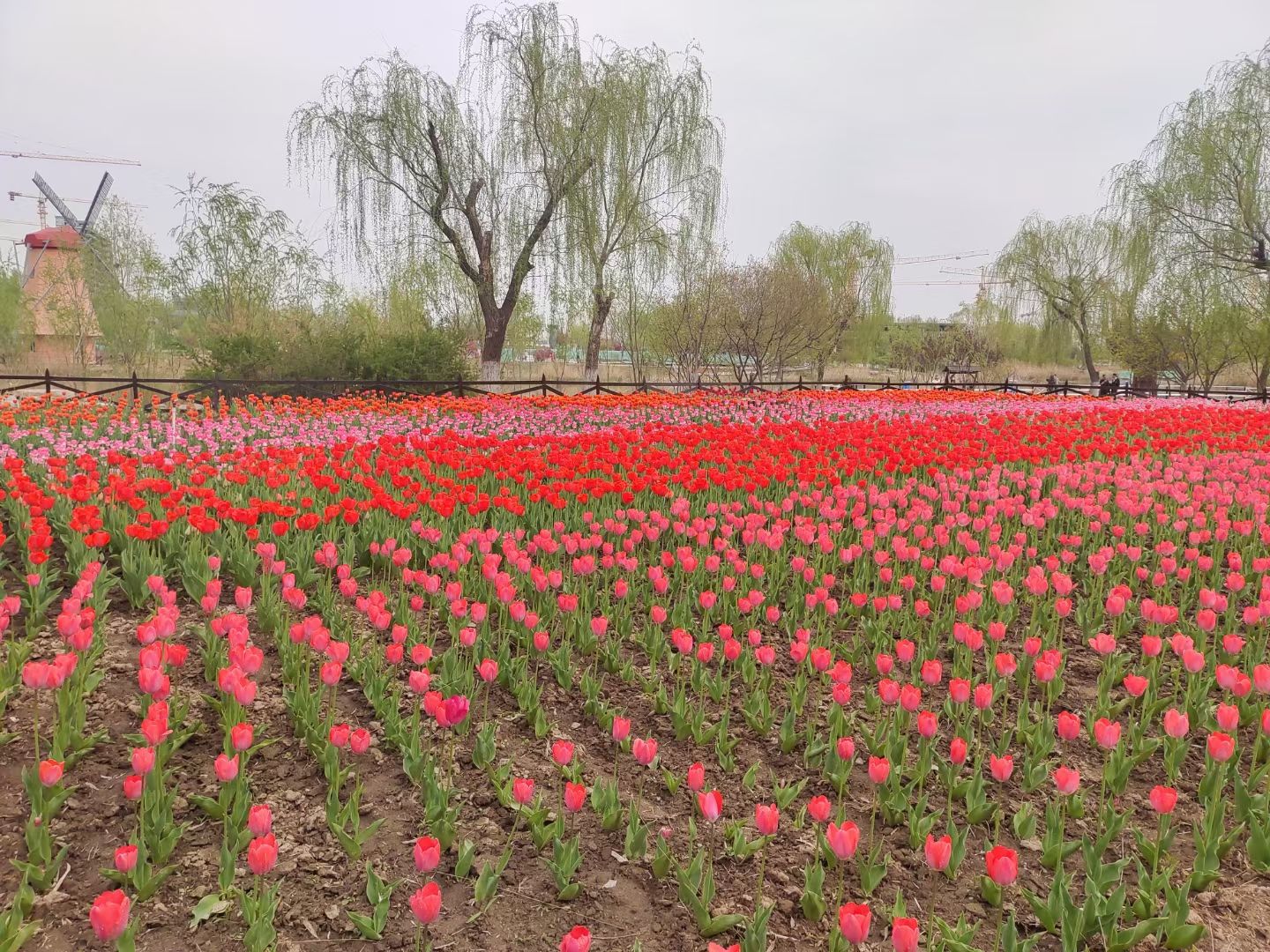 秦皇河湿地公园旅行图片 3