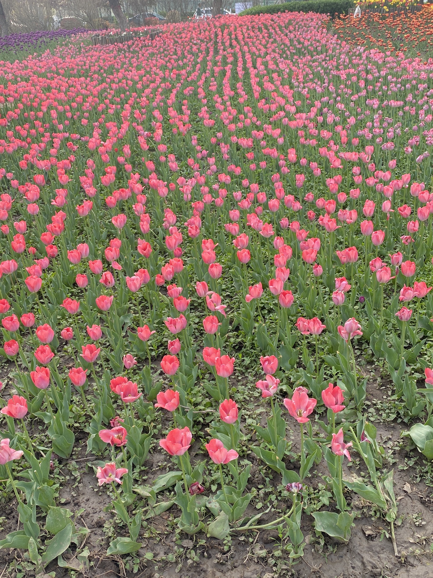 秦皇河湿地公园旅行图片 2