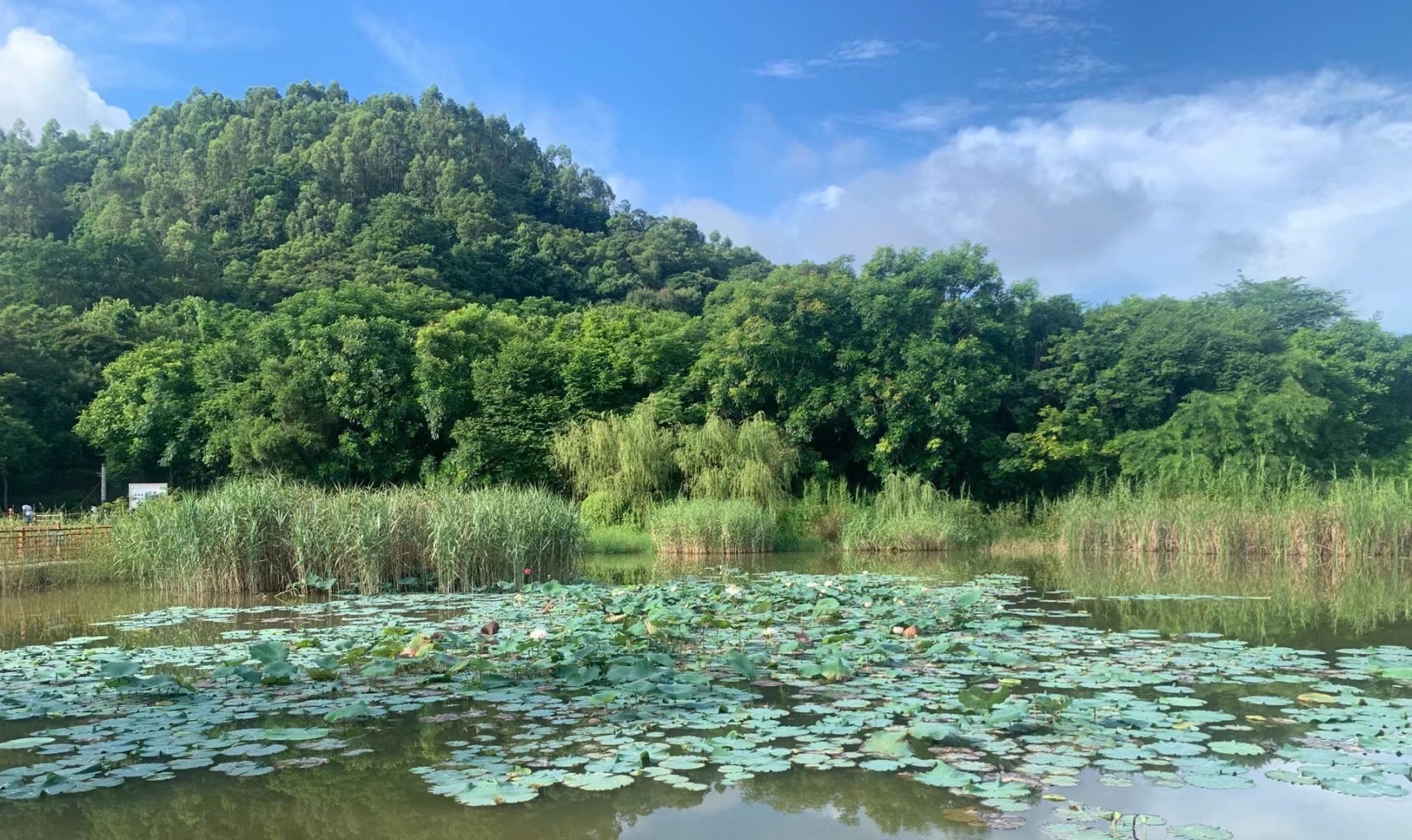 莲花山公园