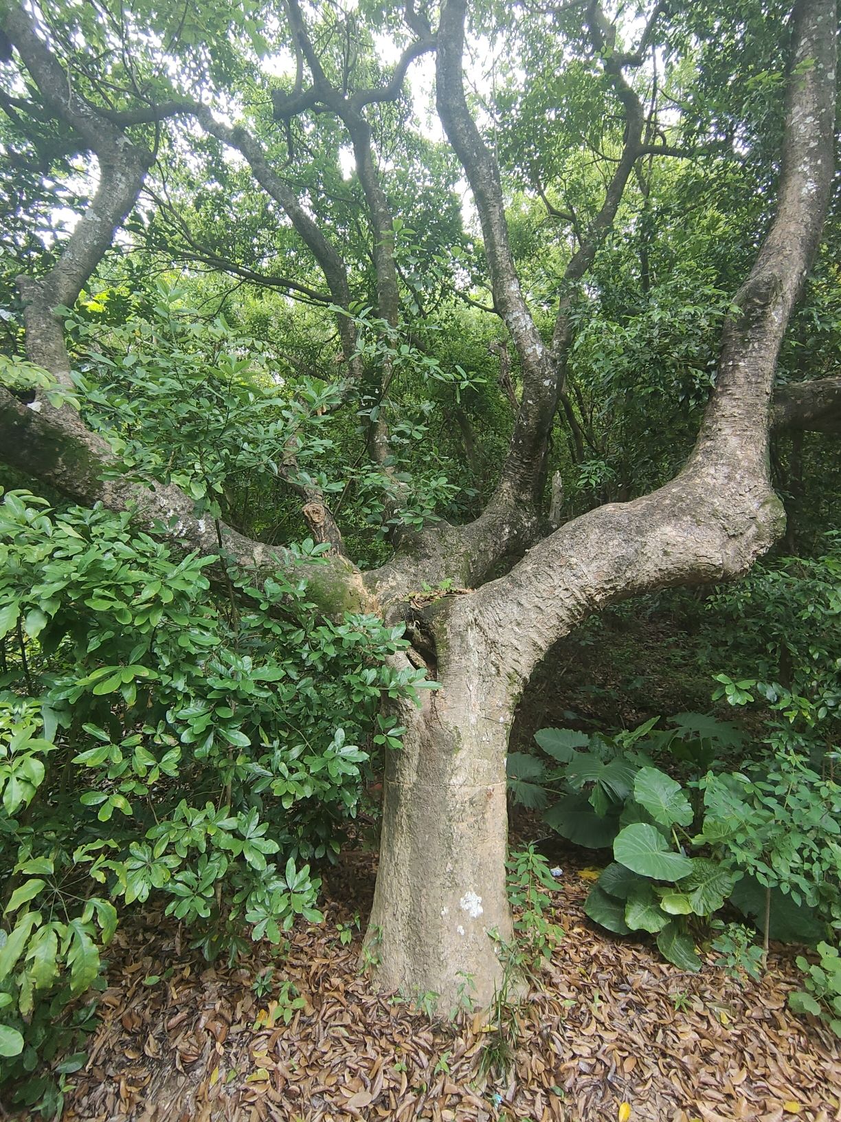 莲花山公园旅行图片 3