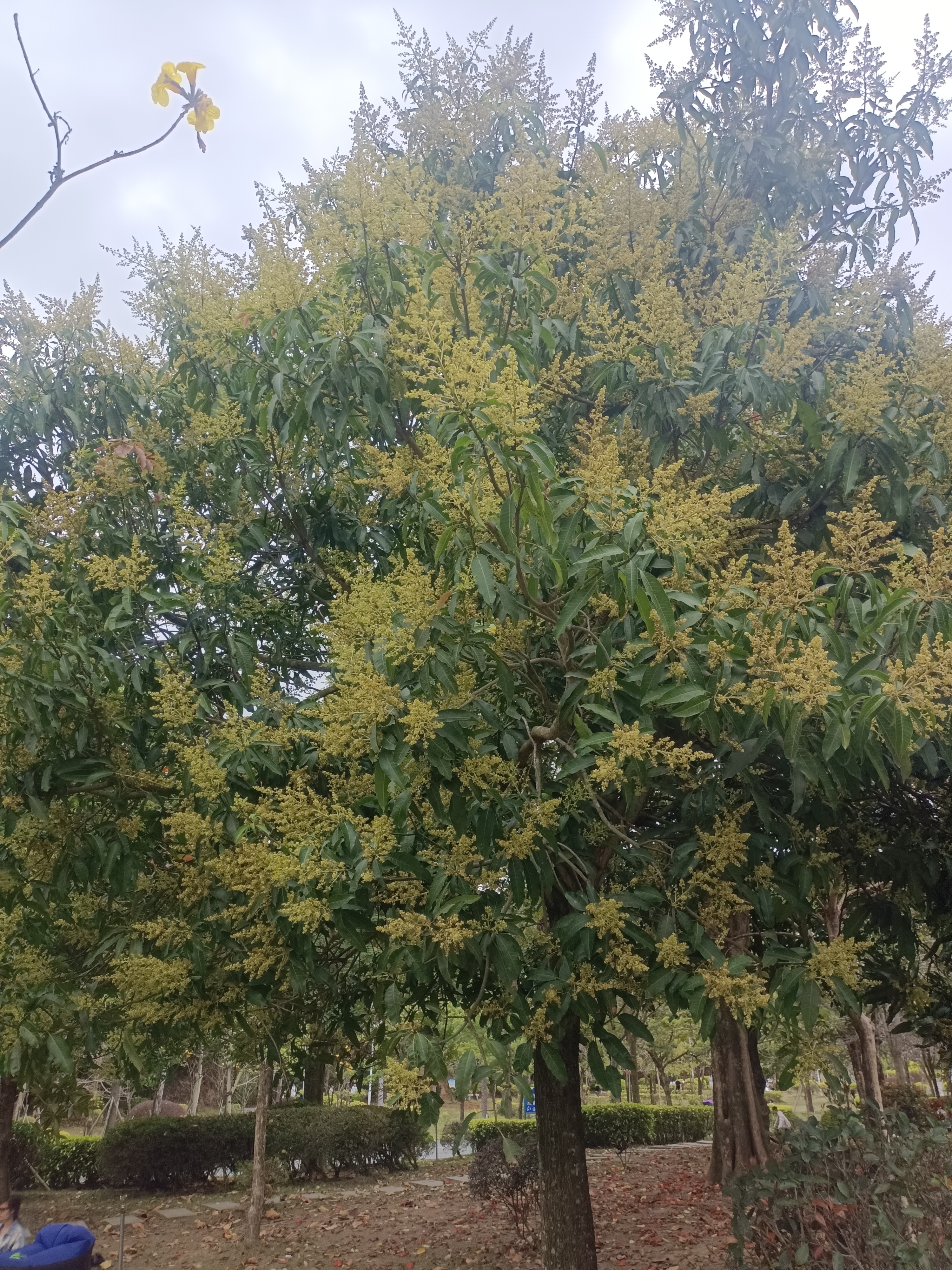 莲花山公园旅行图片 1