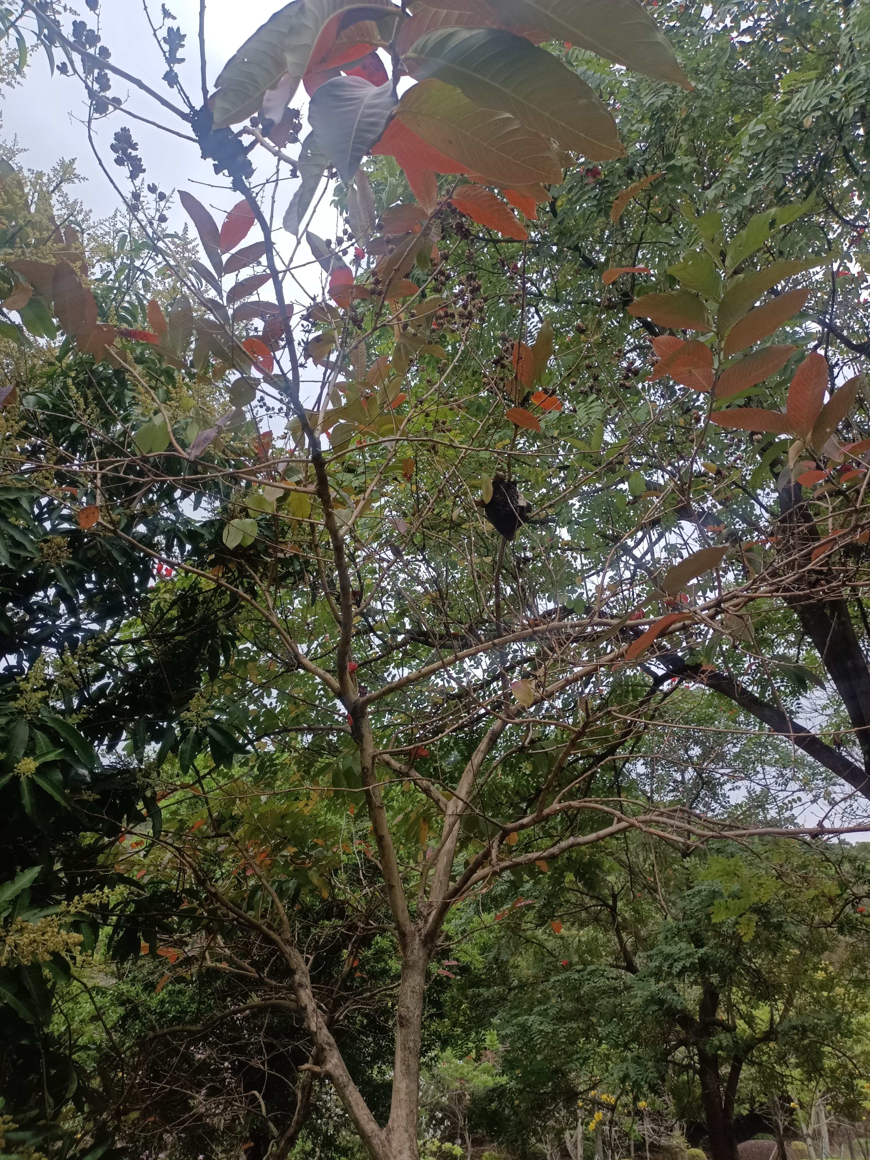 莲花山公园旅行图片 3