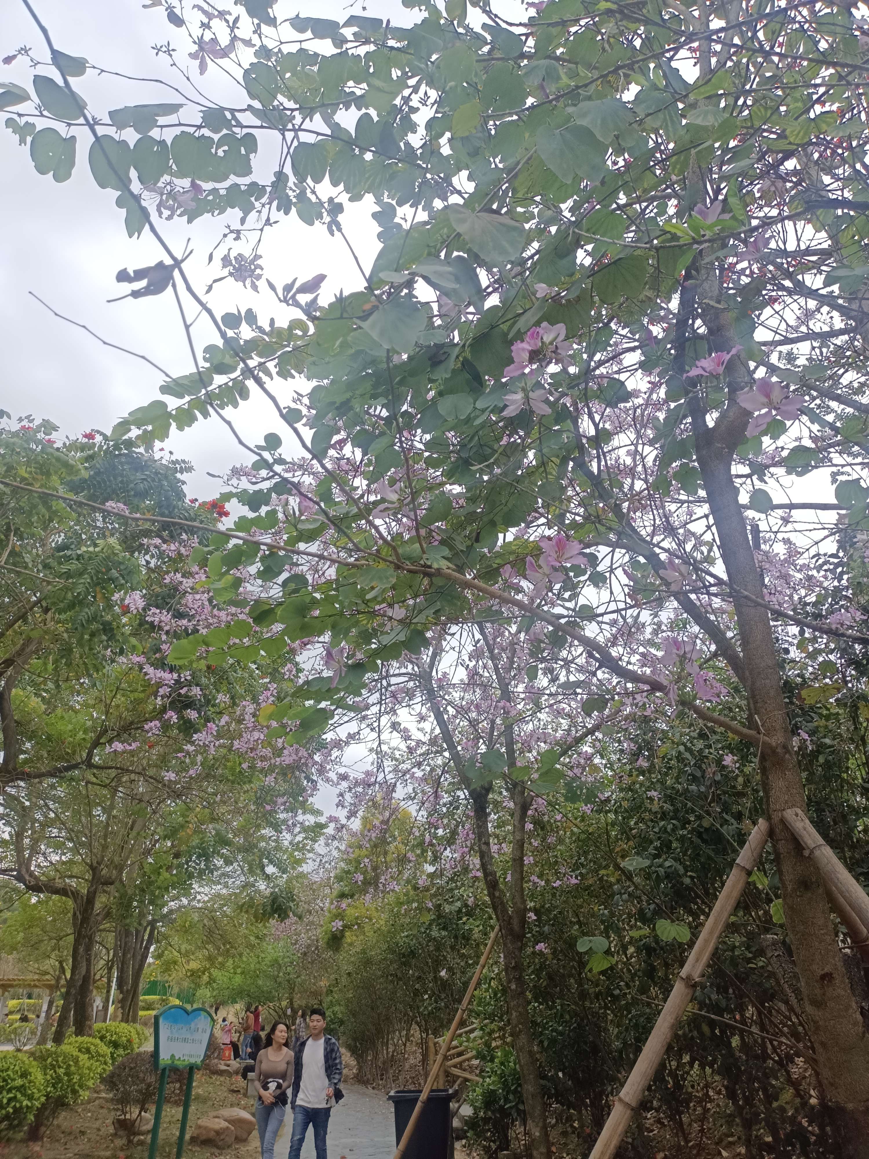 莲花山公园旅行图片 2