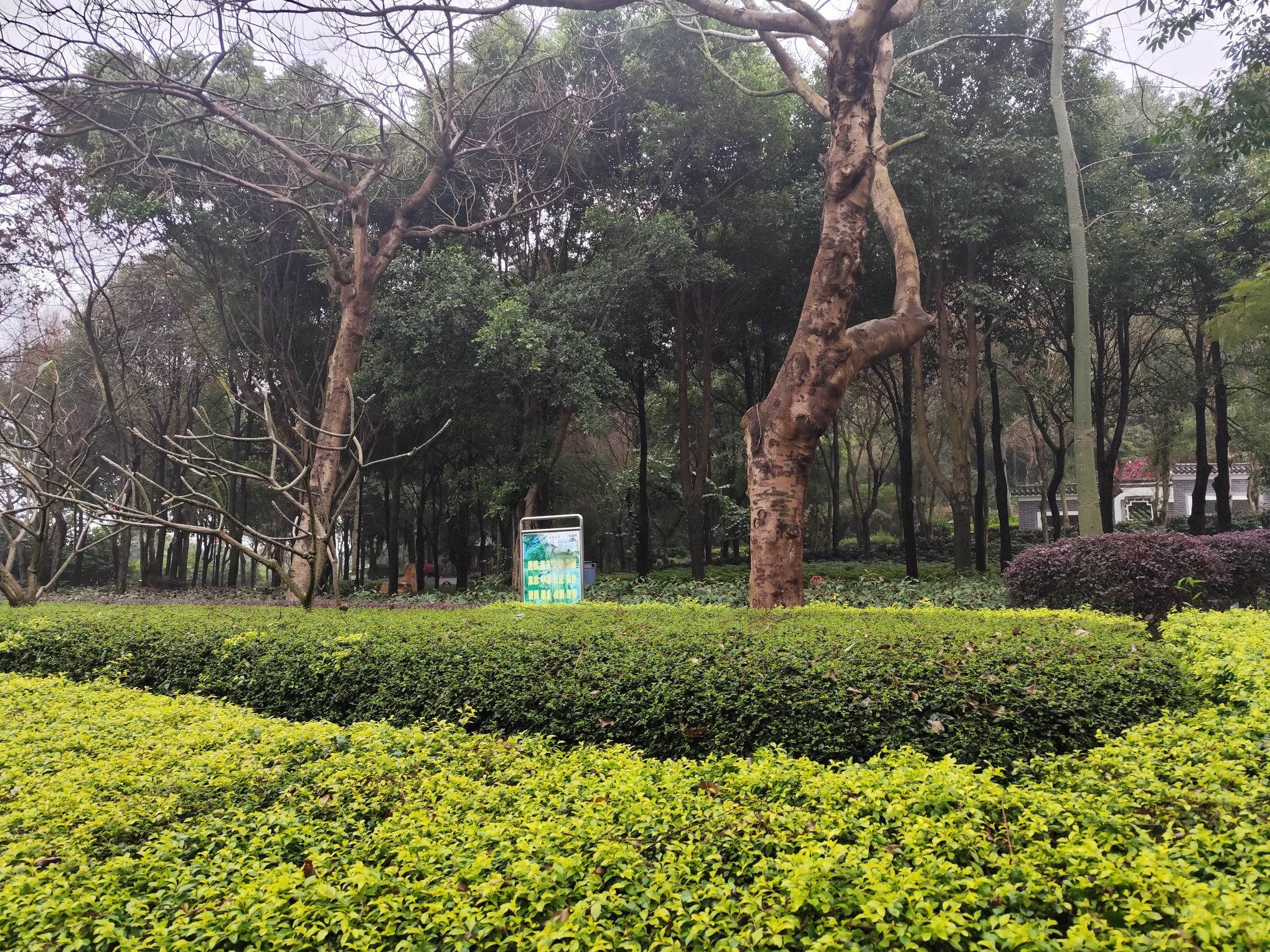 玉林市凤凰岭公园旅行图片 3